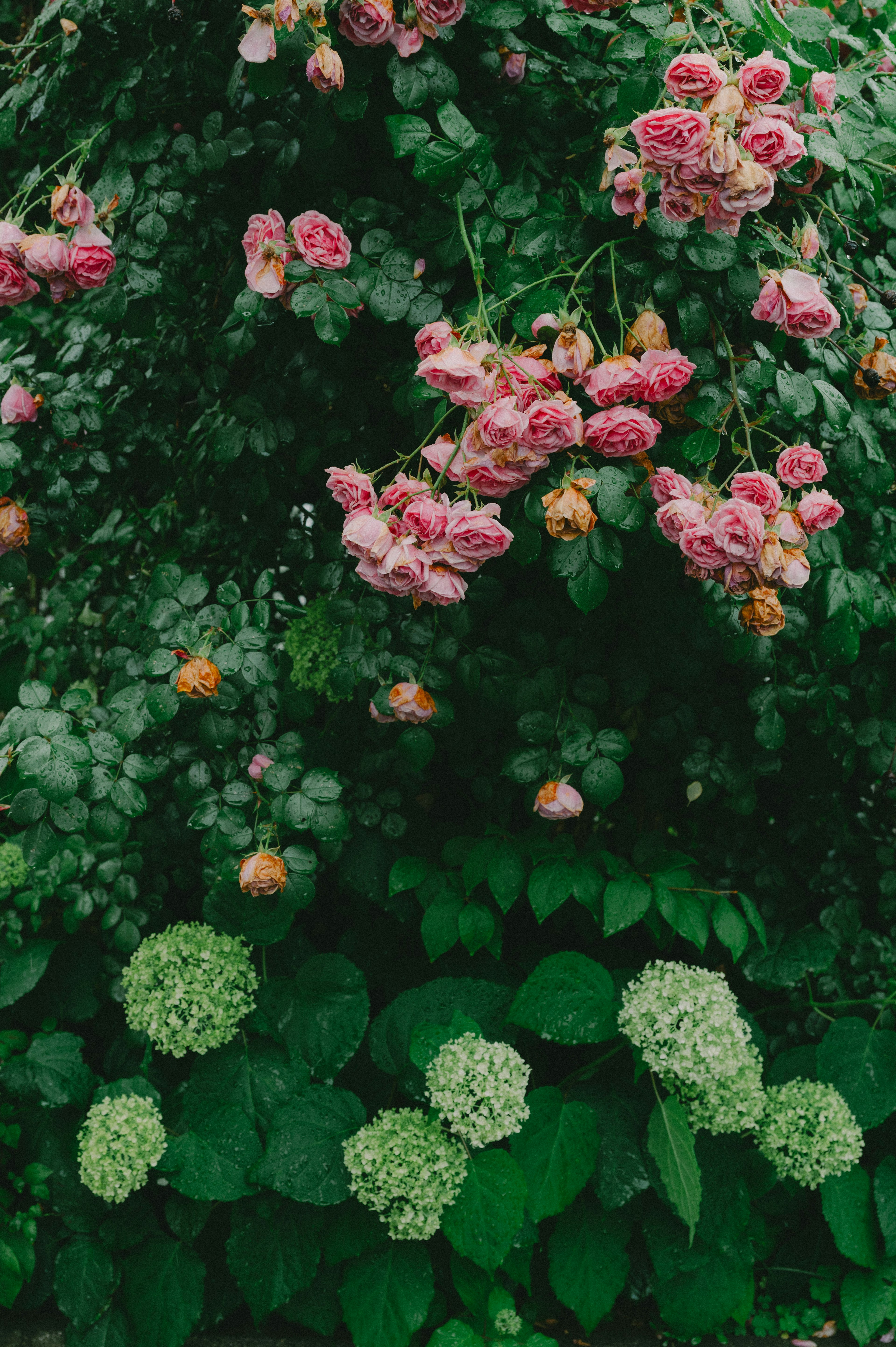 Pink roses with green foliage in the background