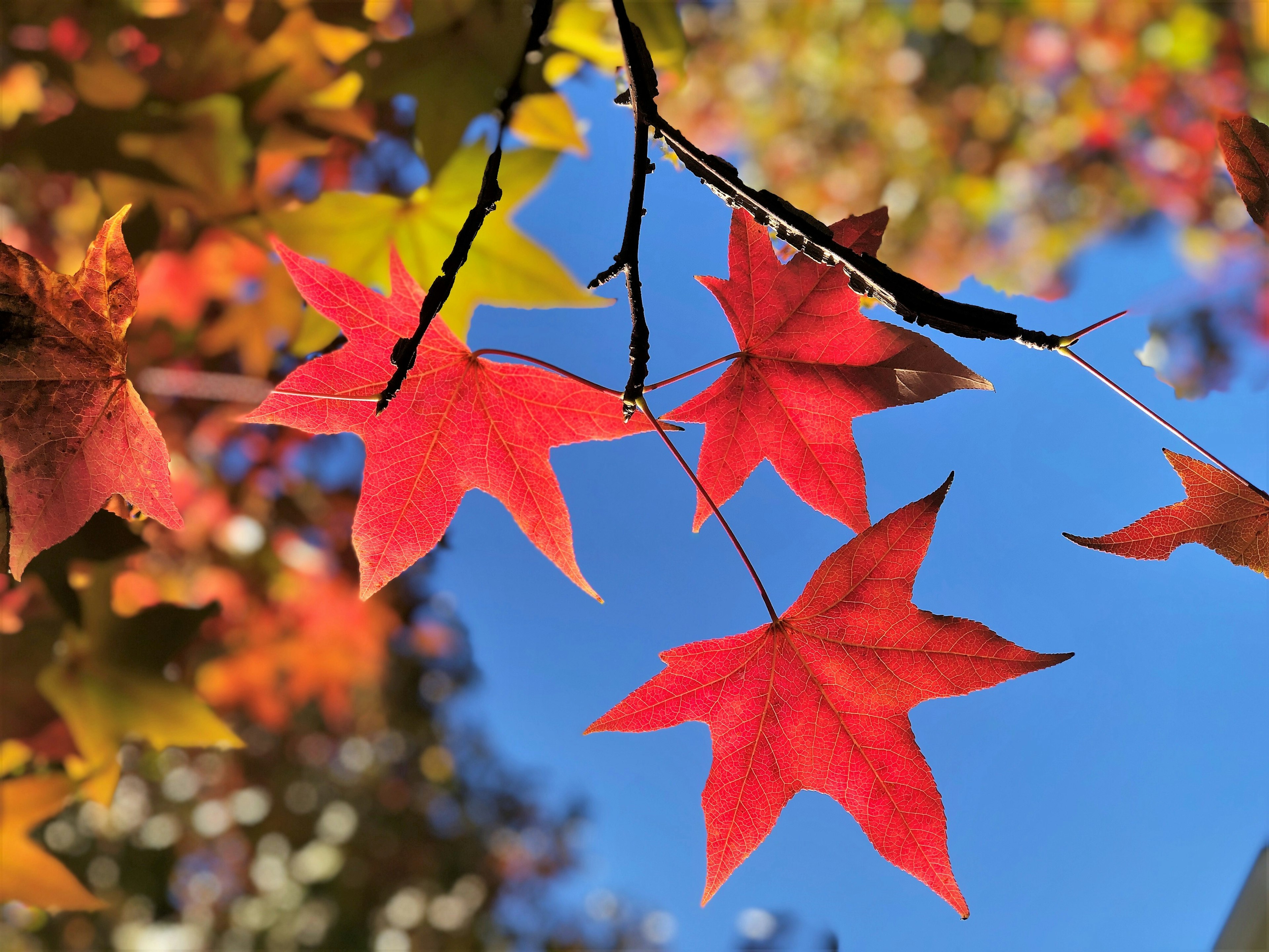 Foglie di acero rosse vibranti contro un cielo blu chiaro che mostrano la bellezza dell'autunno