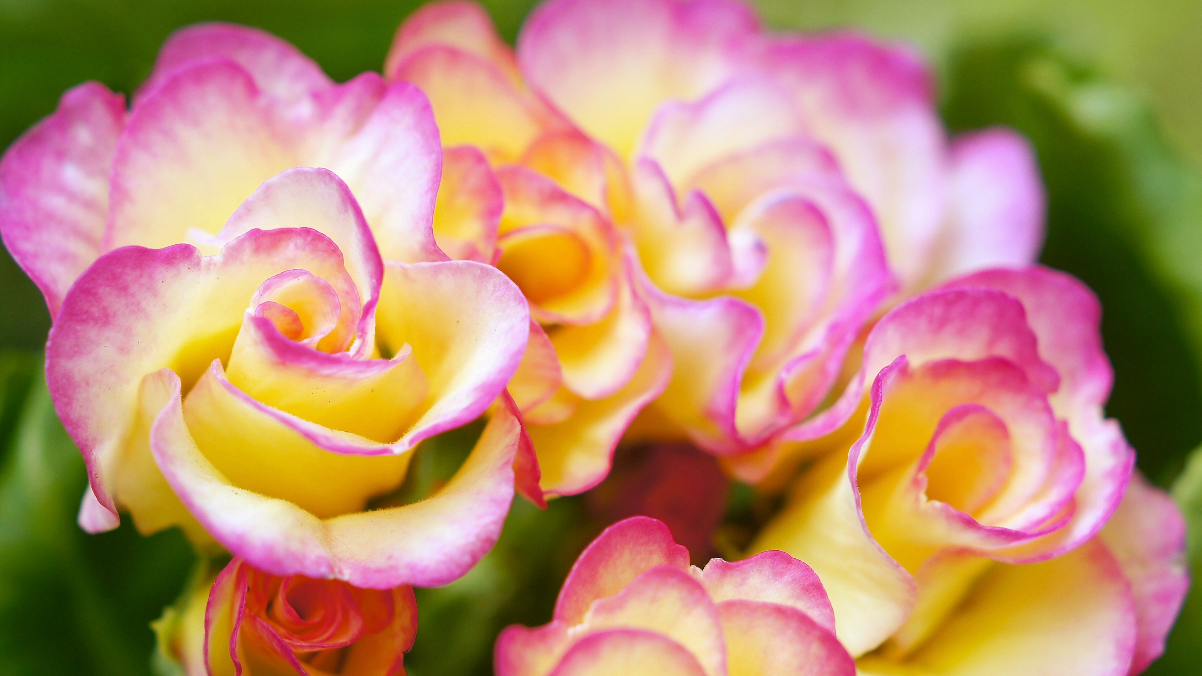 Pétales de rose superposés de couleur rose et jaune