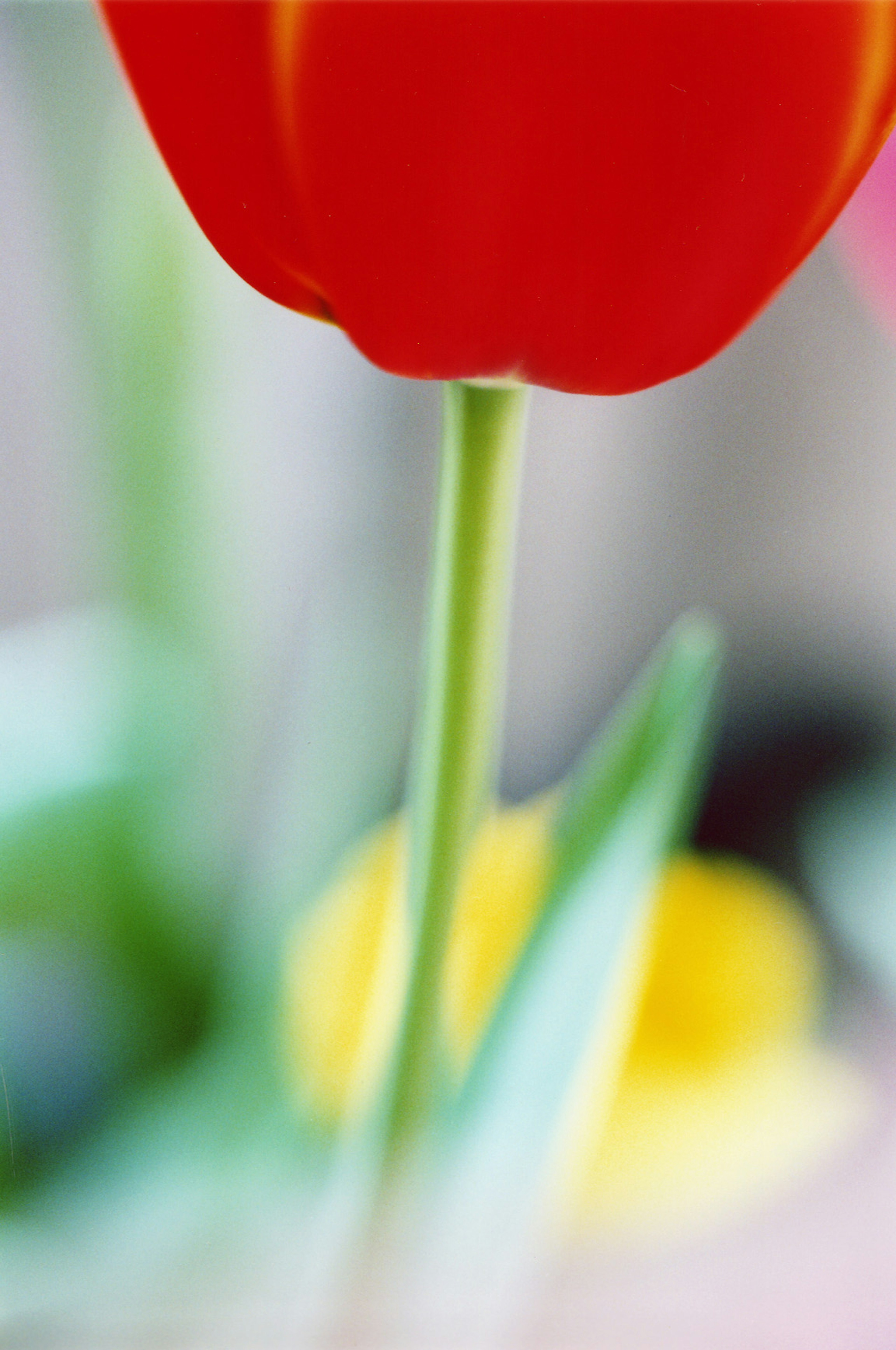 赤いチューリップの花と緑の茎のクローズアップ