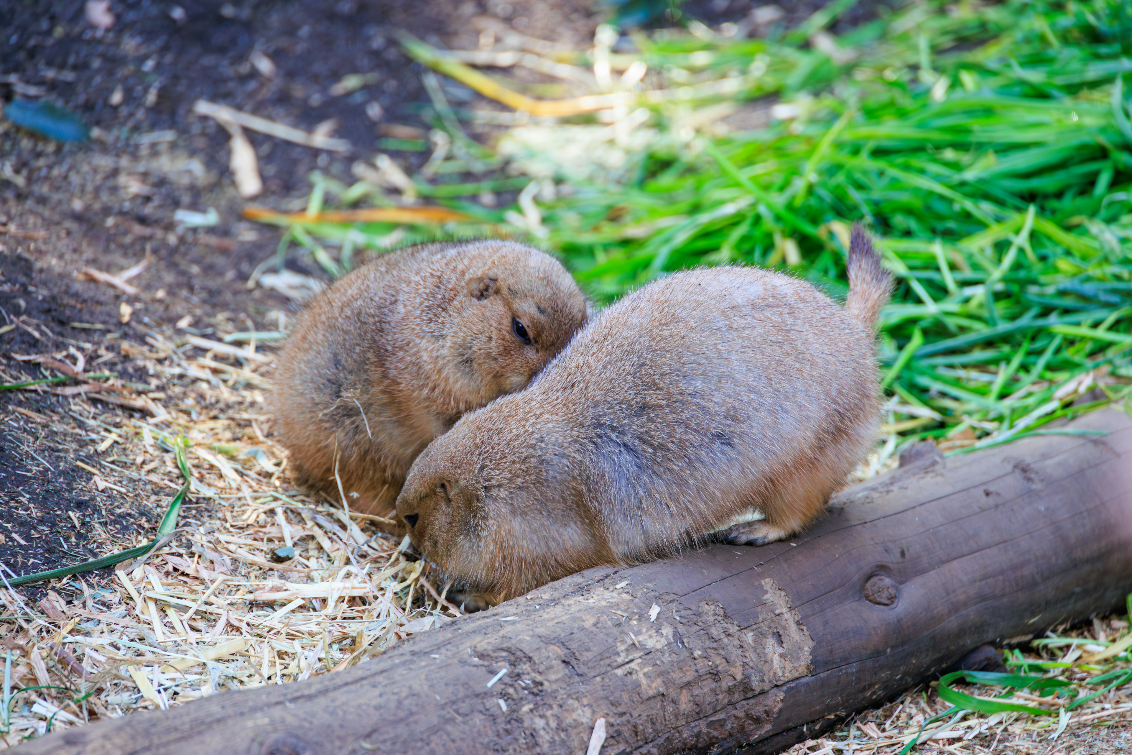 Deux mignons chiens de prairie jouant sur l'herbe