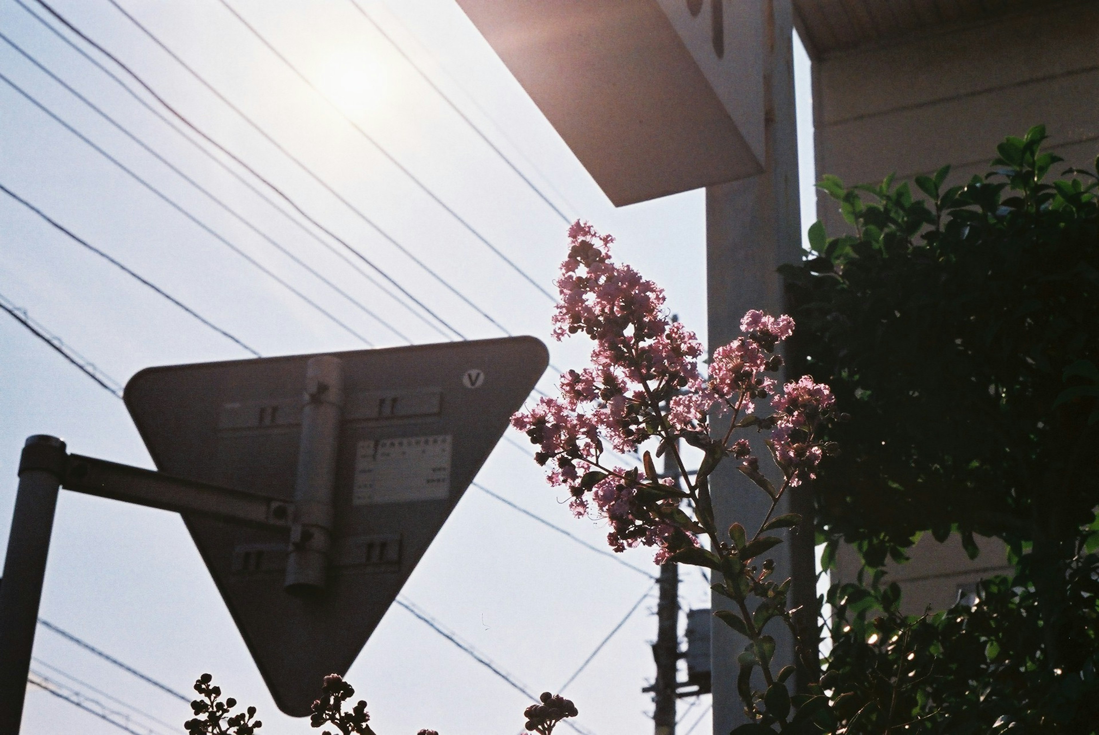 薄明かりの中で花が咲く街角の標識