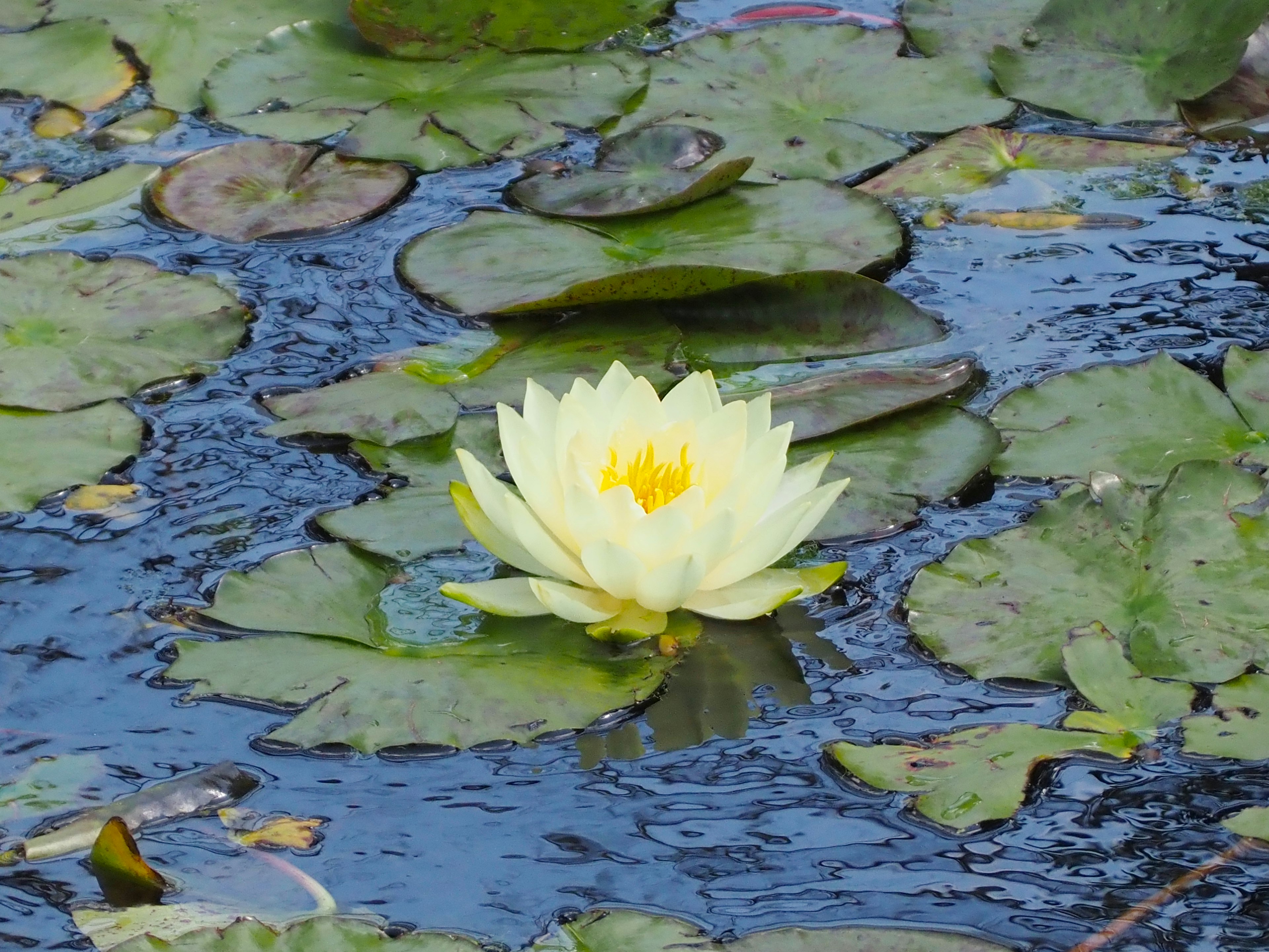 Teratai kuning mekar di kolam dengan daun hijau