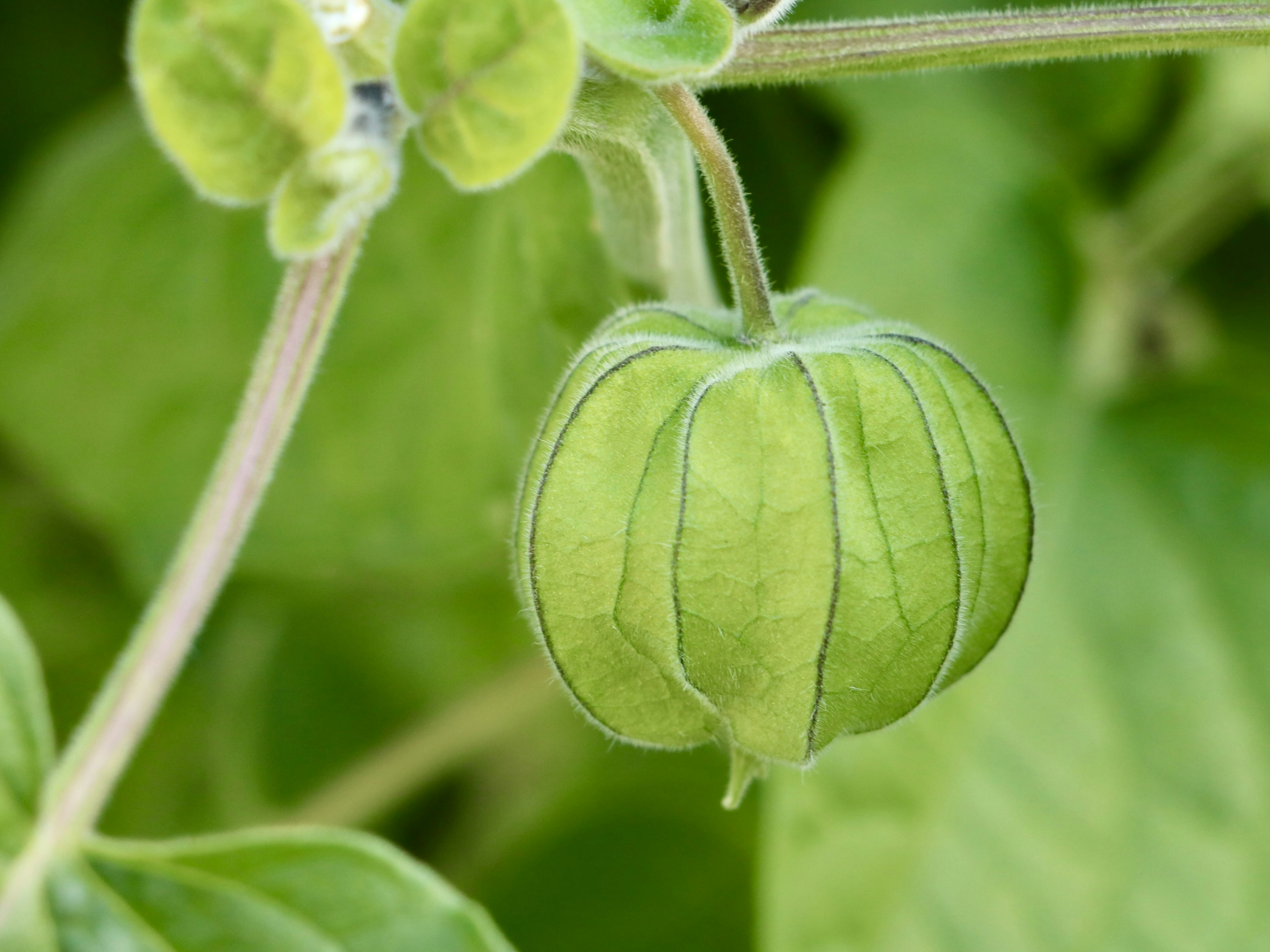 Una fruta verde inmadura colgando de un tallo de planta