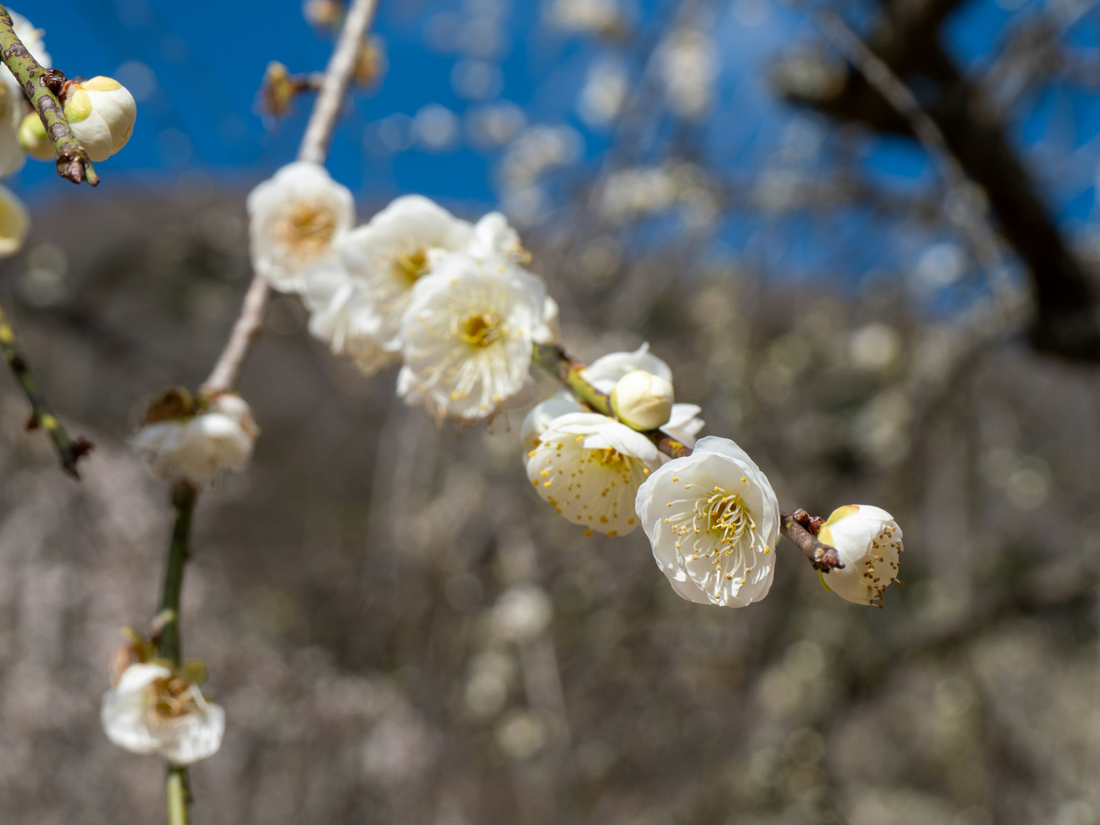 Fleurs de prunier blanches fleurissant sous un ciel bleu