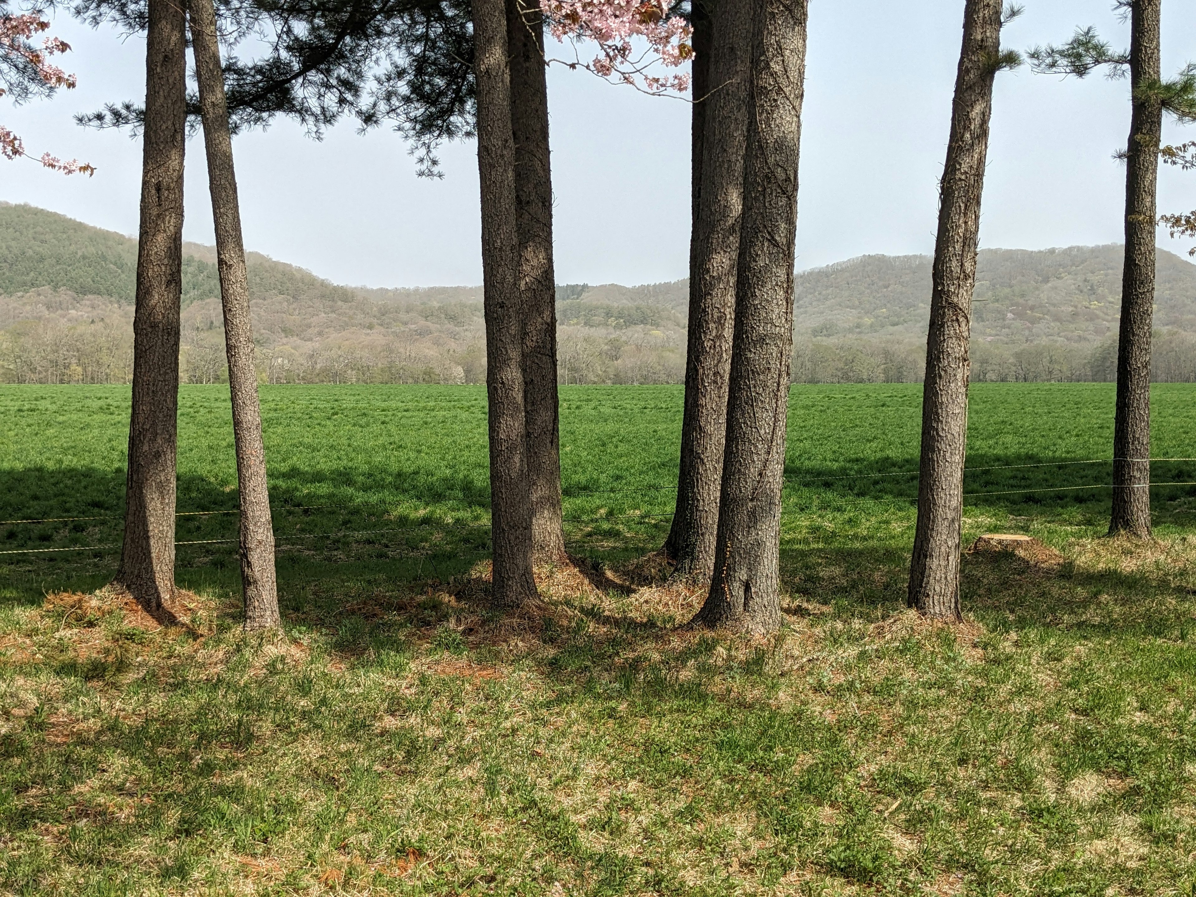 緑の草原と山々の背景に立つ木々のグループ