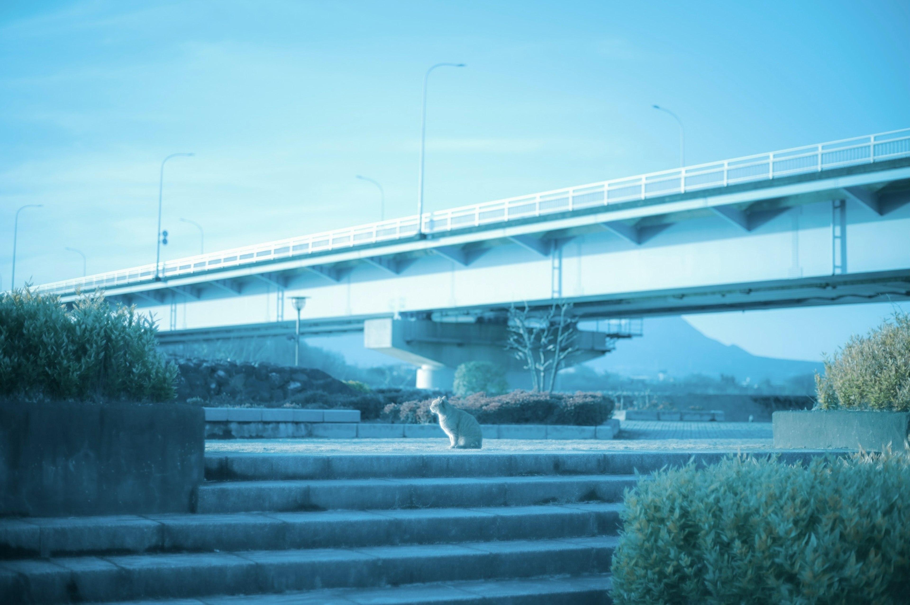 A cat sitting on steps under a blue-toned bridge