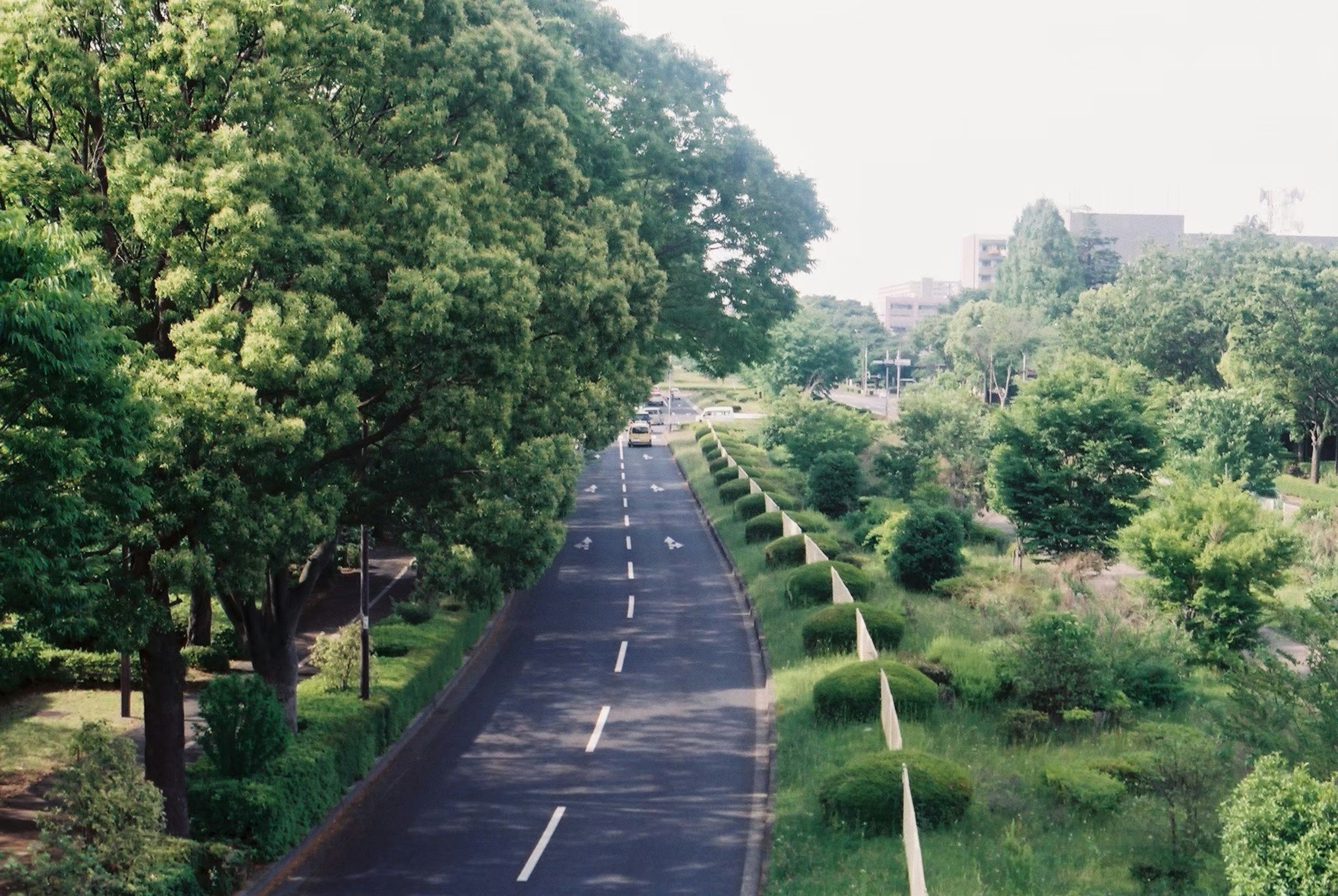 緑に囲まれた道路の風景