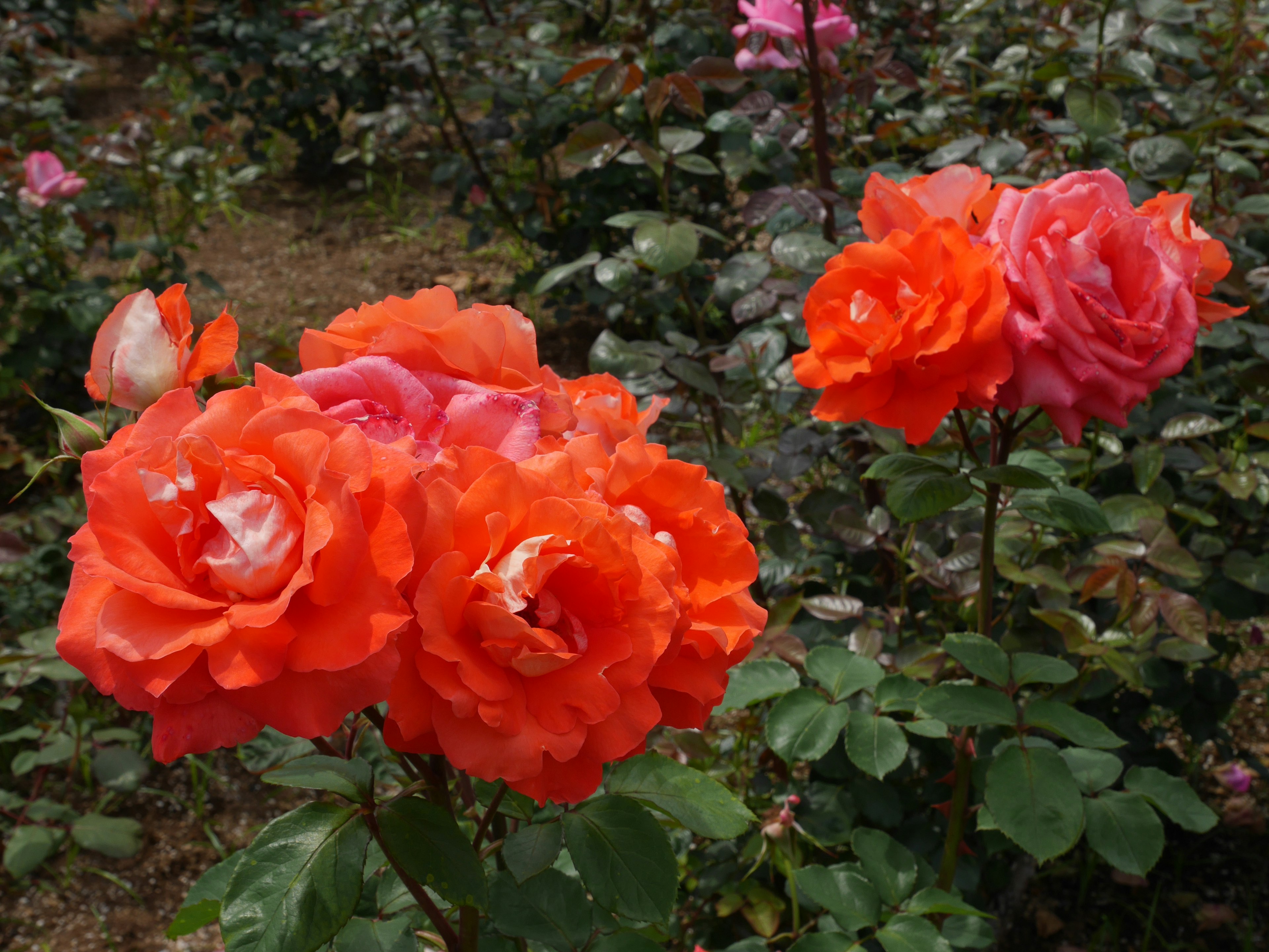 Vibrant orange roses blooming in a garden