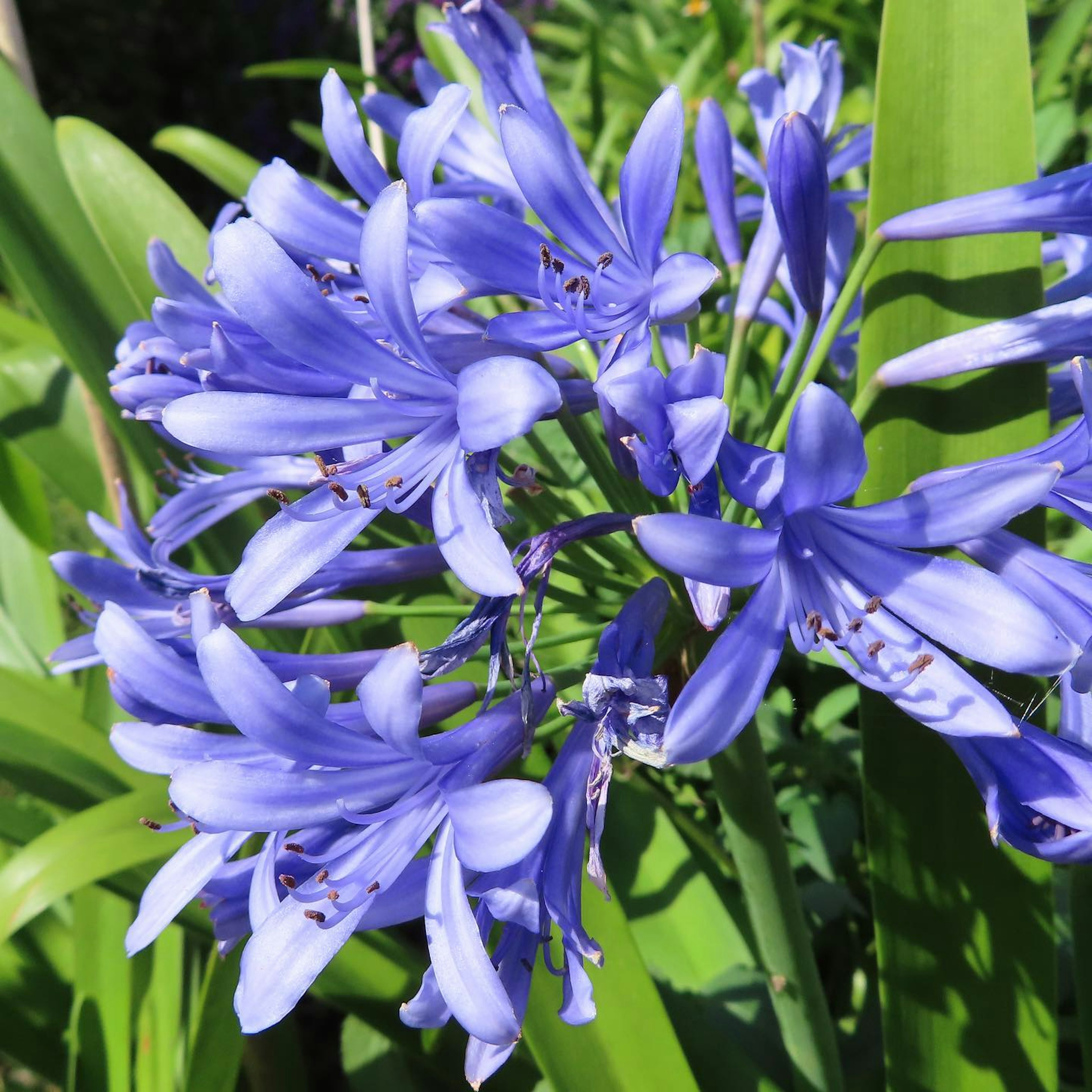 Primo piano di fiori di Agapanthus in vivaci tonalità di blu