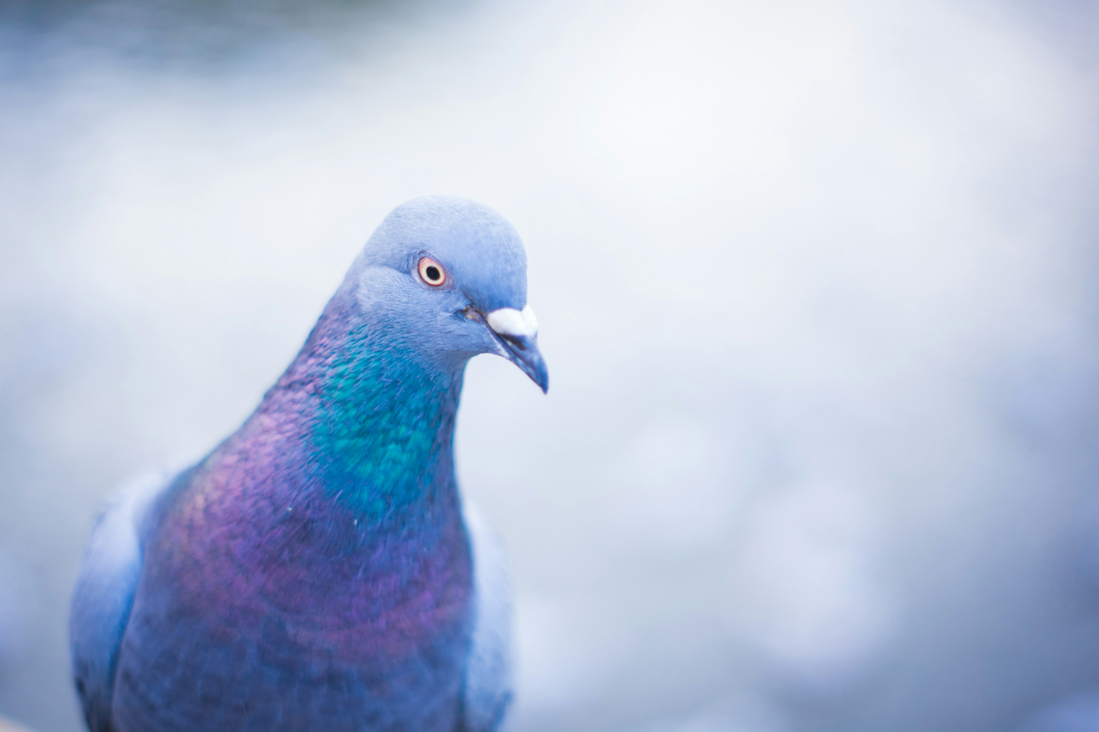 Close-up image of a blue pigeon showing iridescent blue and purple feathers