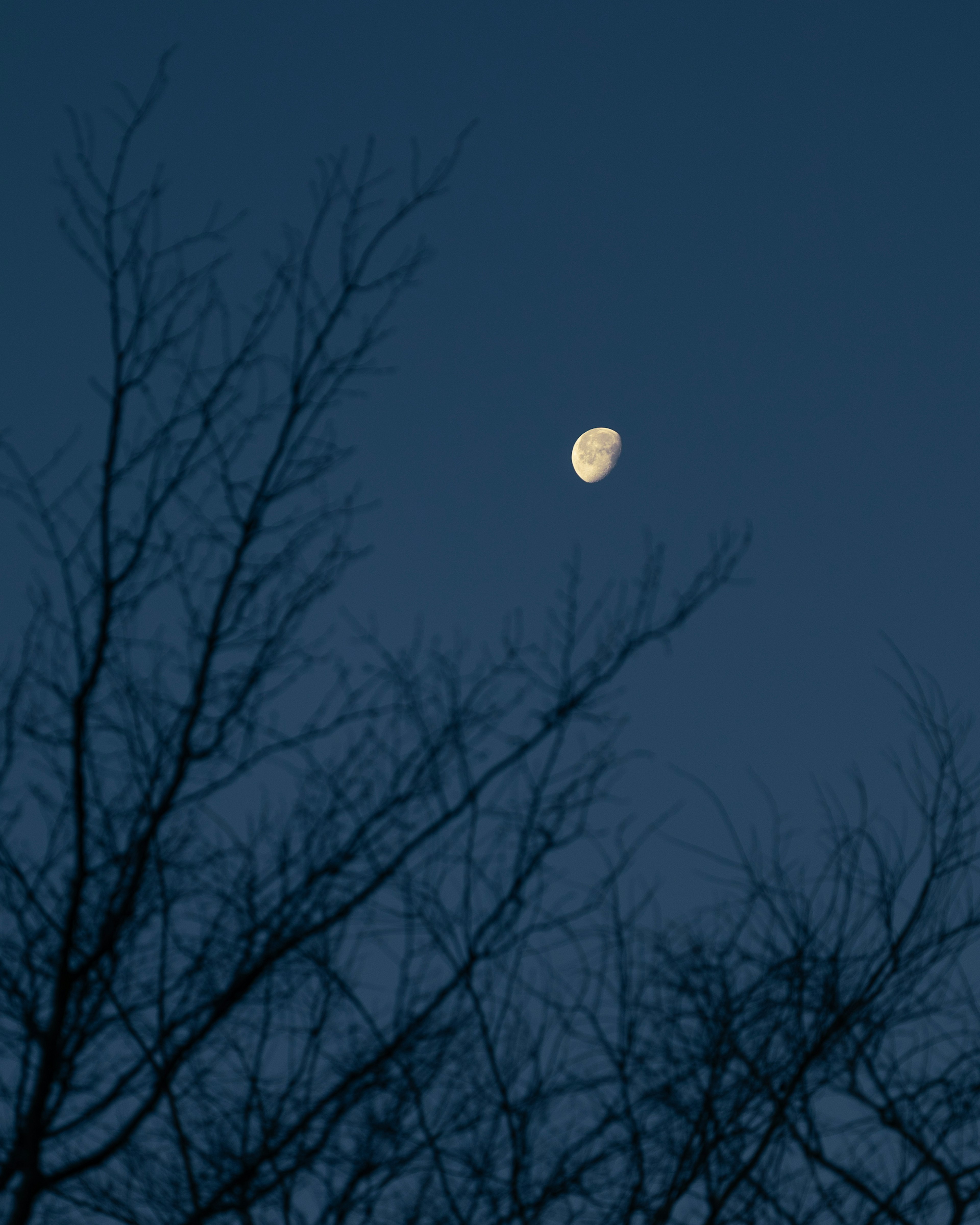 Lune dans un ciel crépusculaire avec des branches d'arbres en silhouette