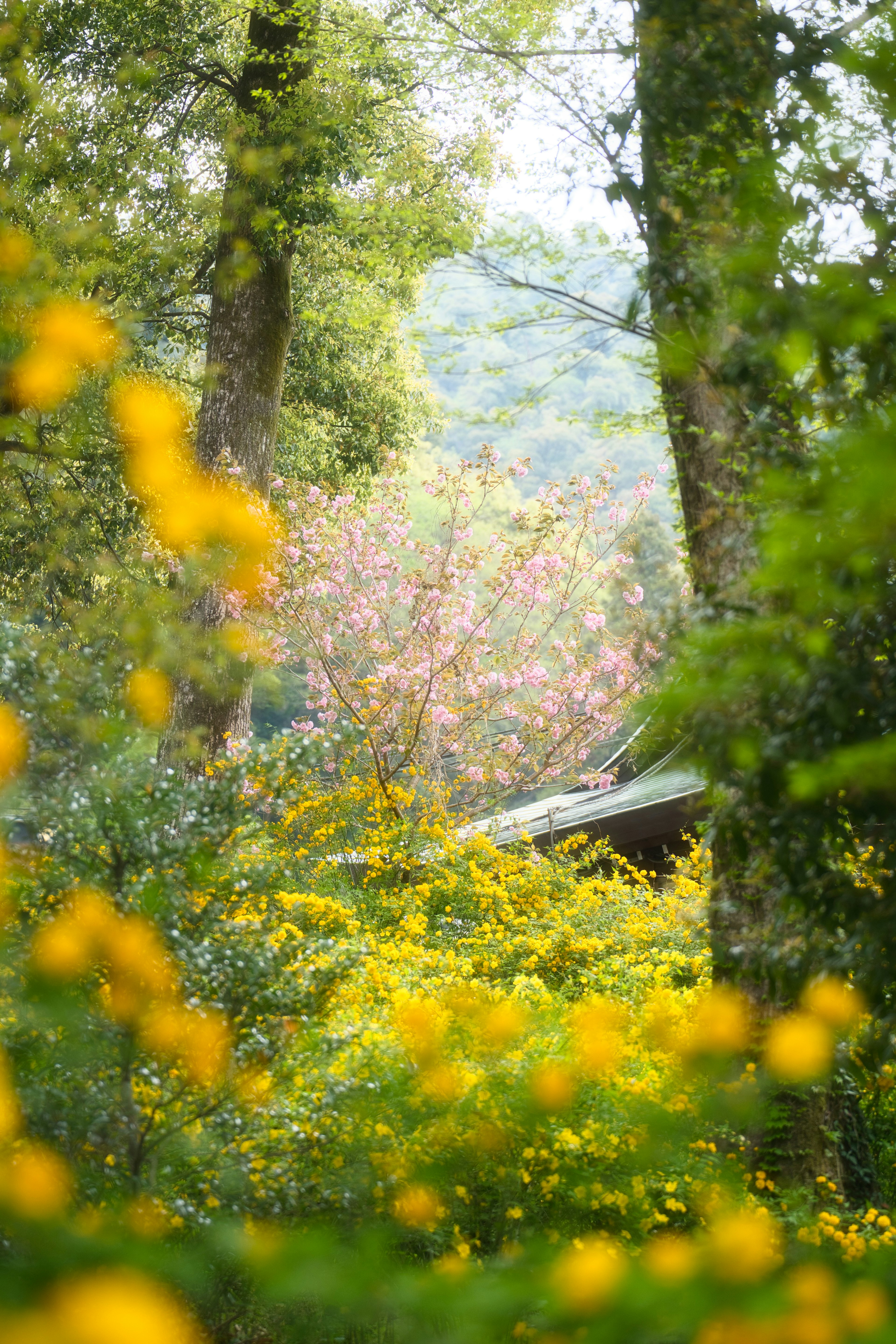 Vista panoramica di una capanna circondata da alberi verdi e fiori gialli