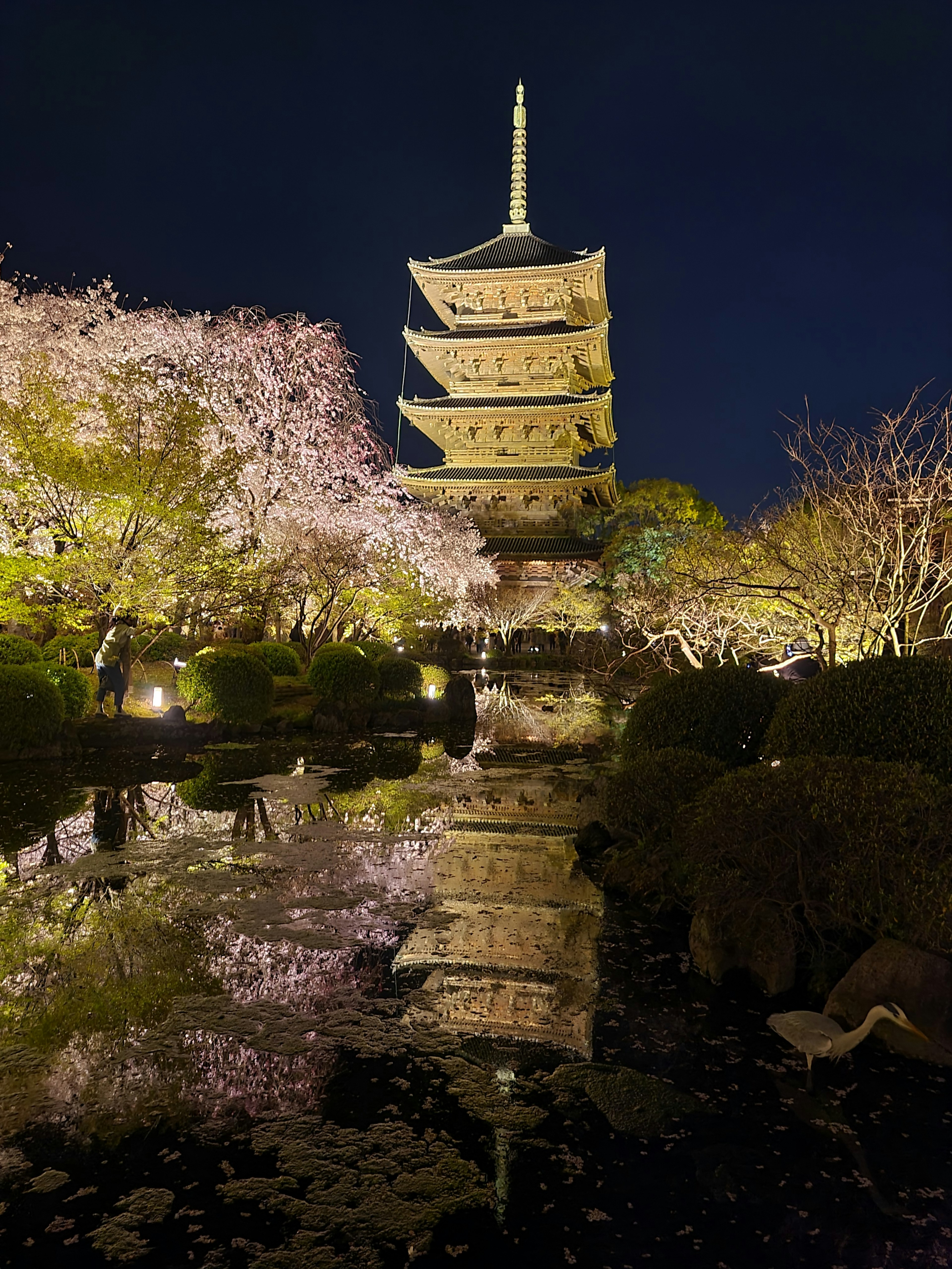 Five-story pagoda reflected in water surrounded by cherry blossoms at night