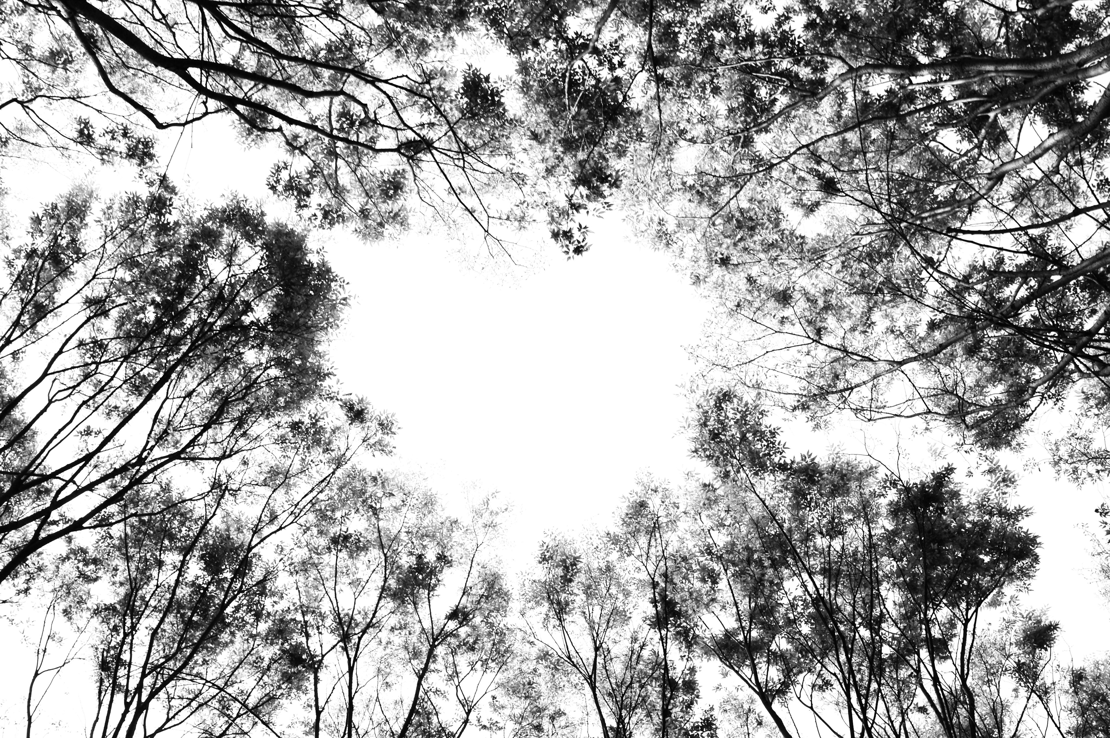 Vue d'un ciel lumineux encadré par des branches d'arbres