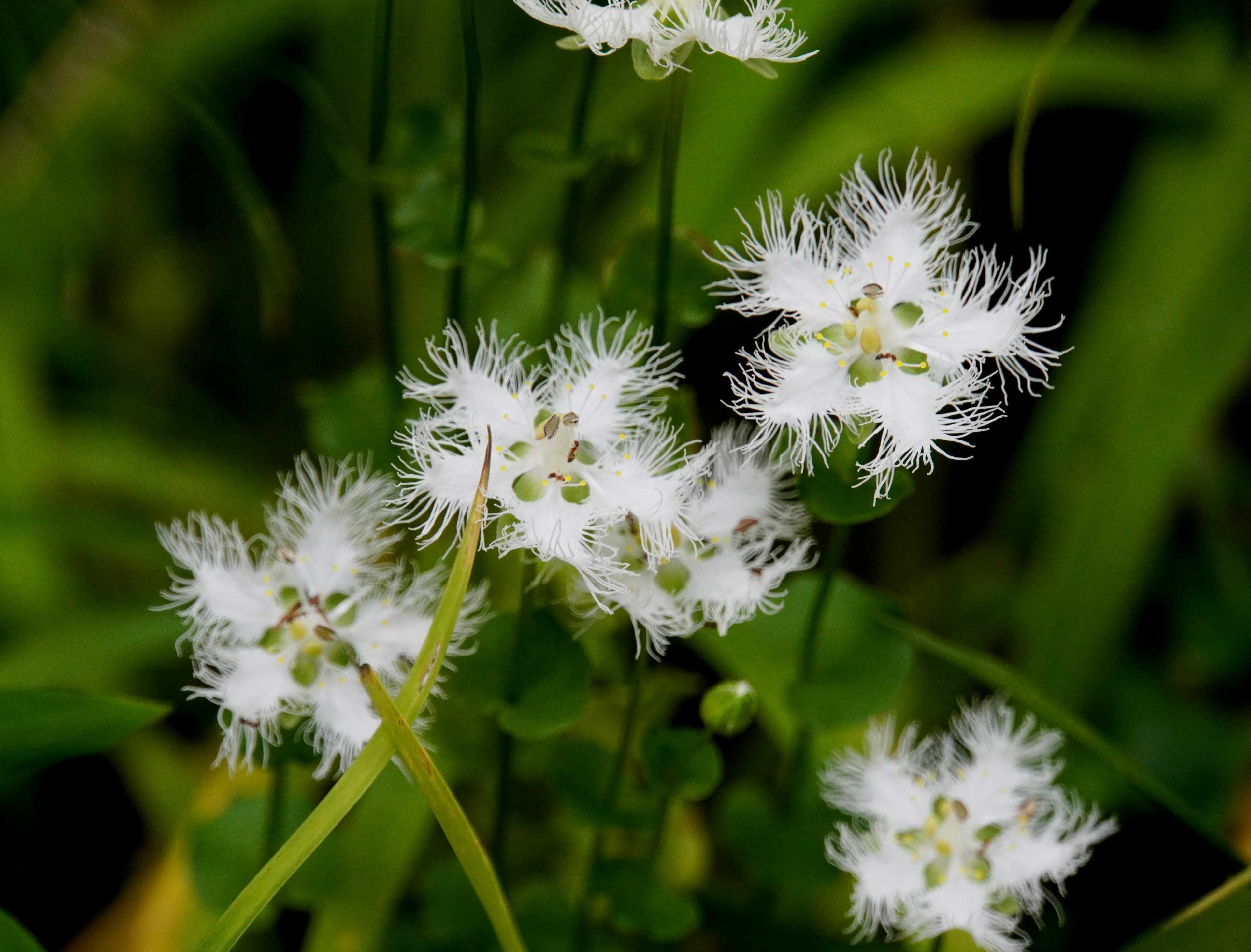 Raggruppamento di fiori bianchi delicati con petali piumati su sfondo verde