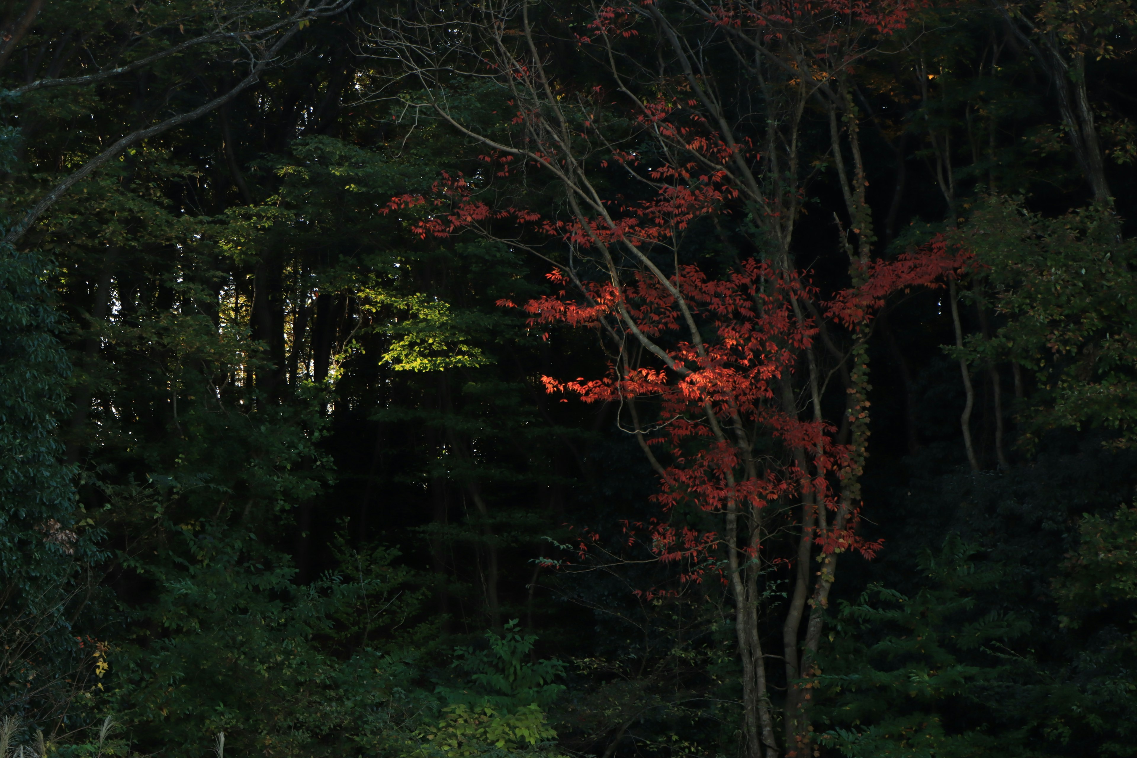 Un albero di acero rosso vibrante contro uno sfondo di foresta scura