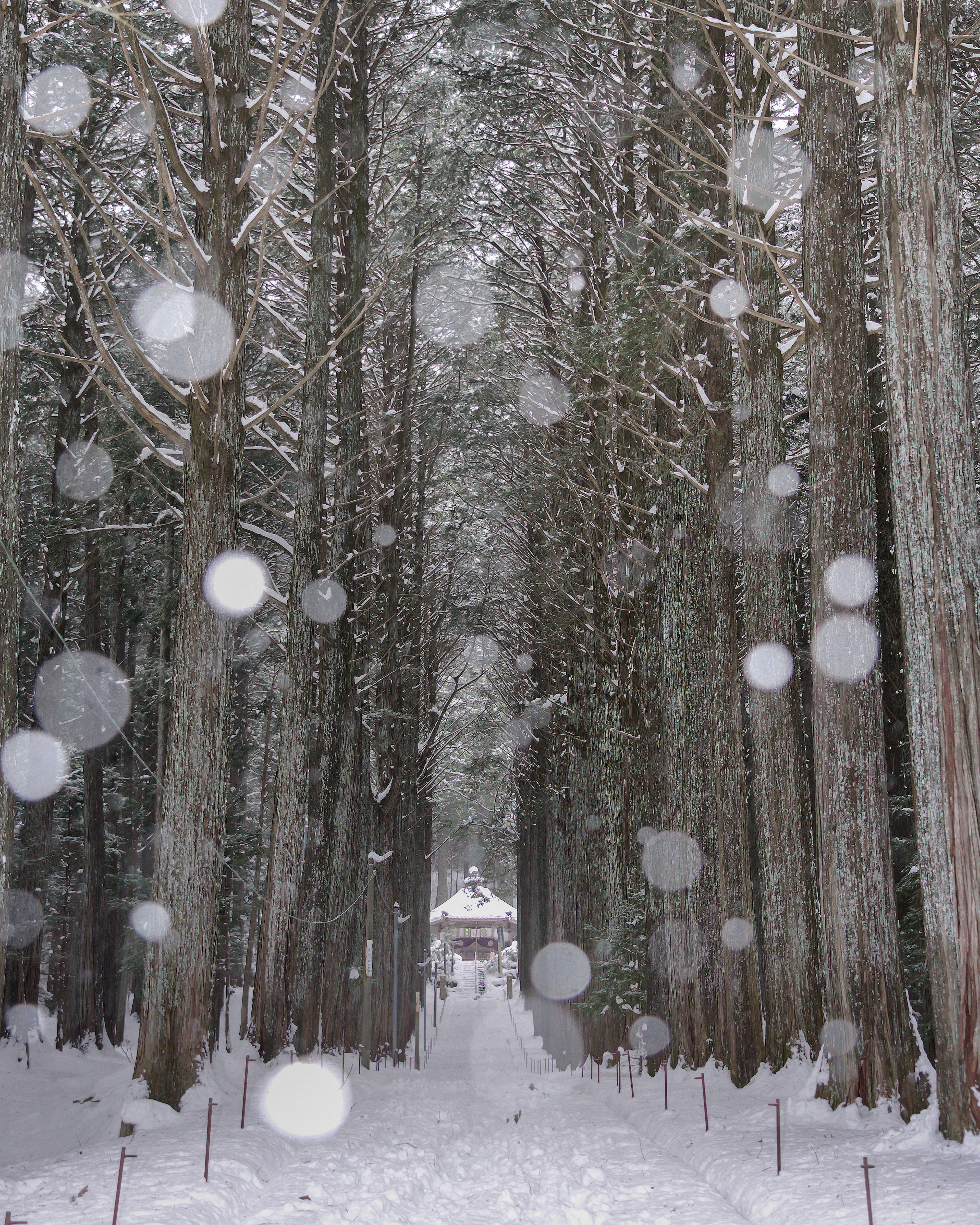 雪の降る森の中の小道と高い木々の間にある小さな建物