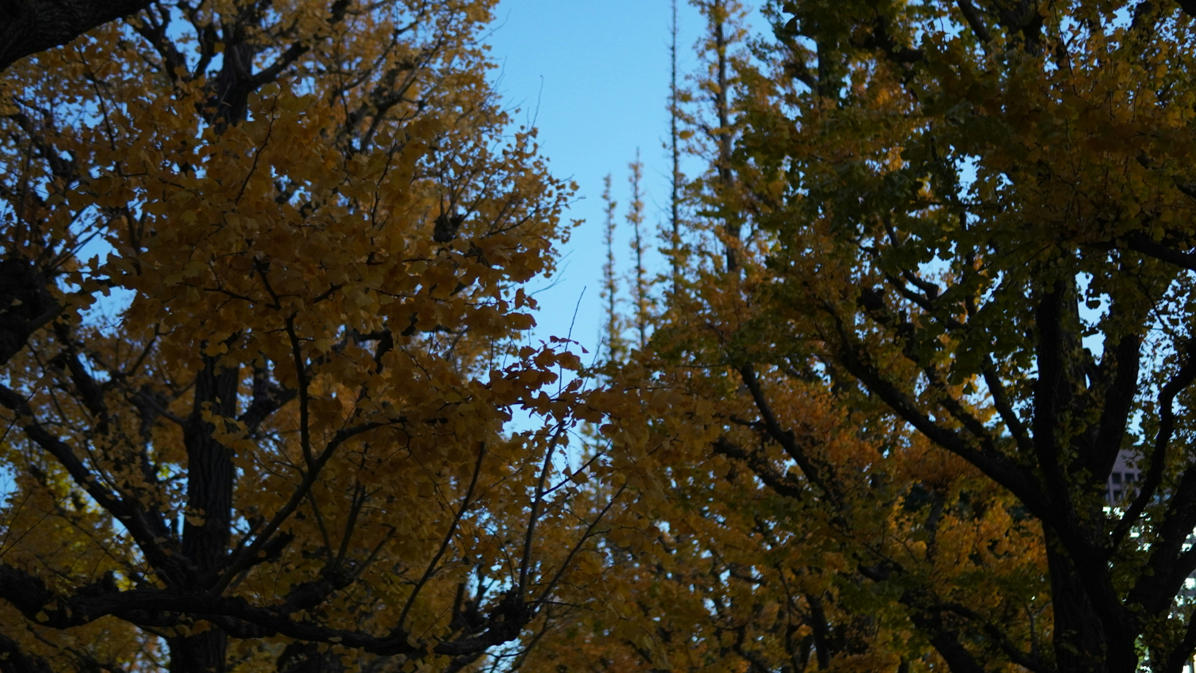 Blick nach oben zwischen Bäumen mit gelben Blättern vor einem blauen Himmel