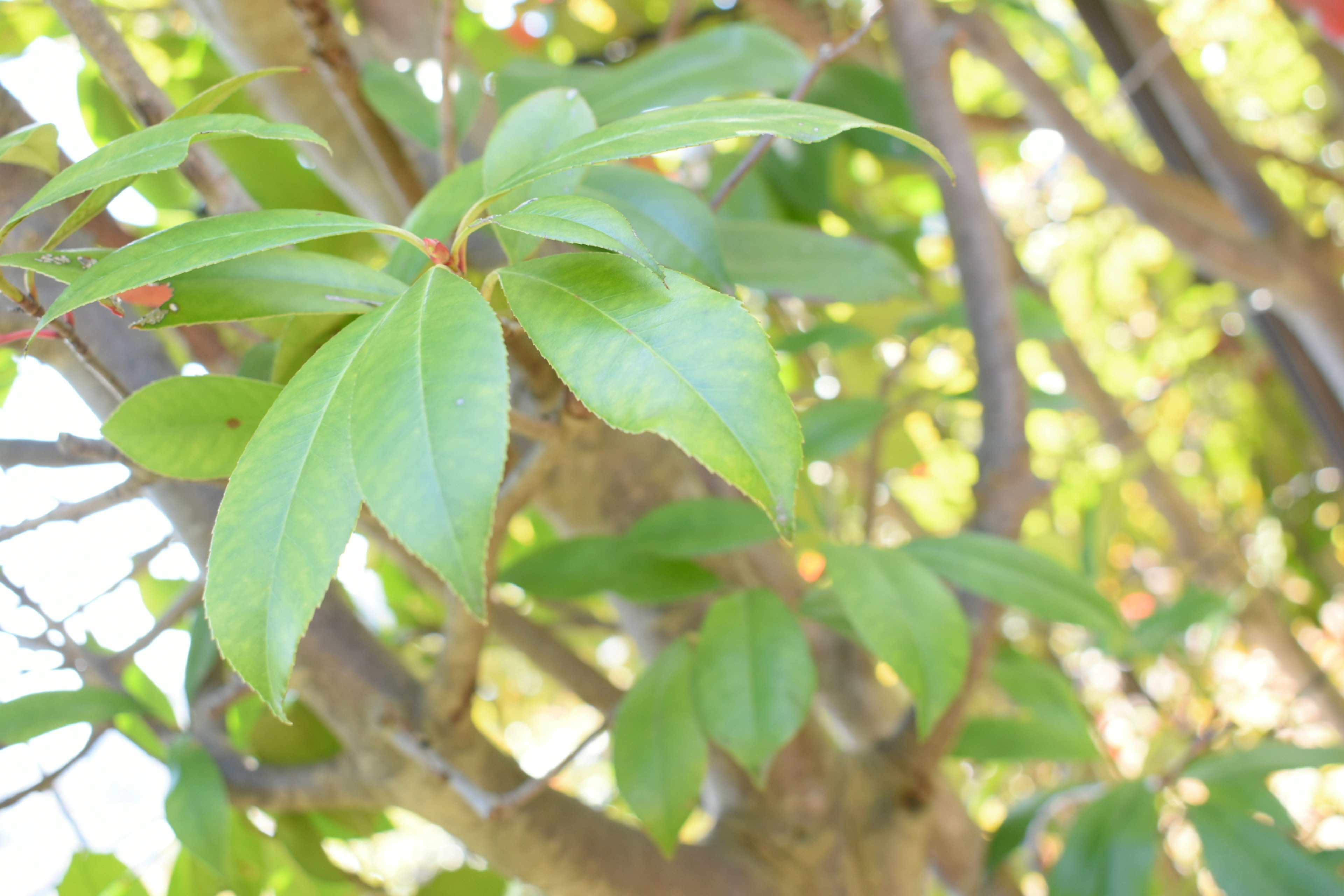 Close-up of green leaves on a tree branch