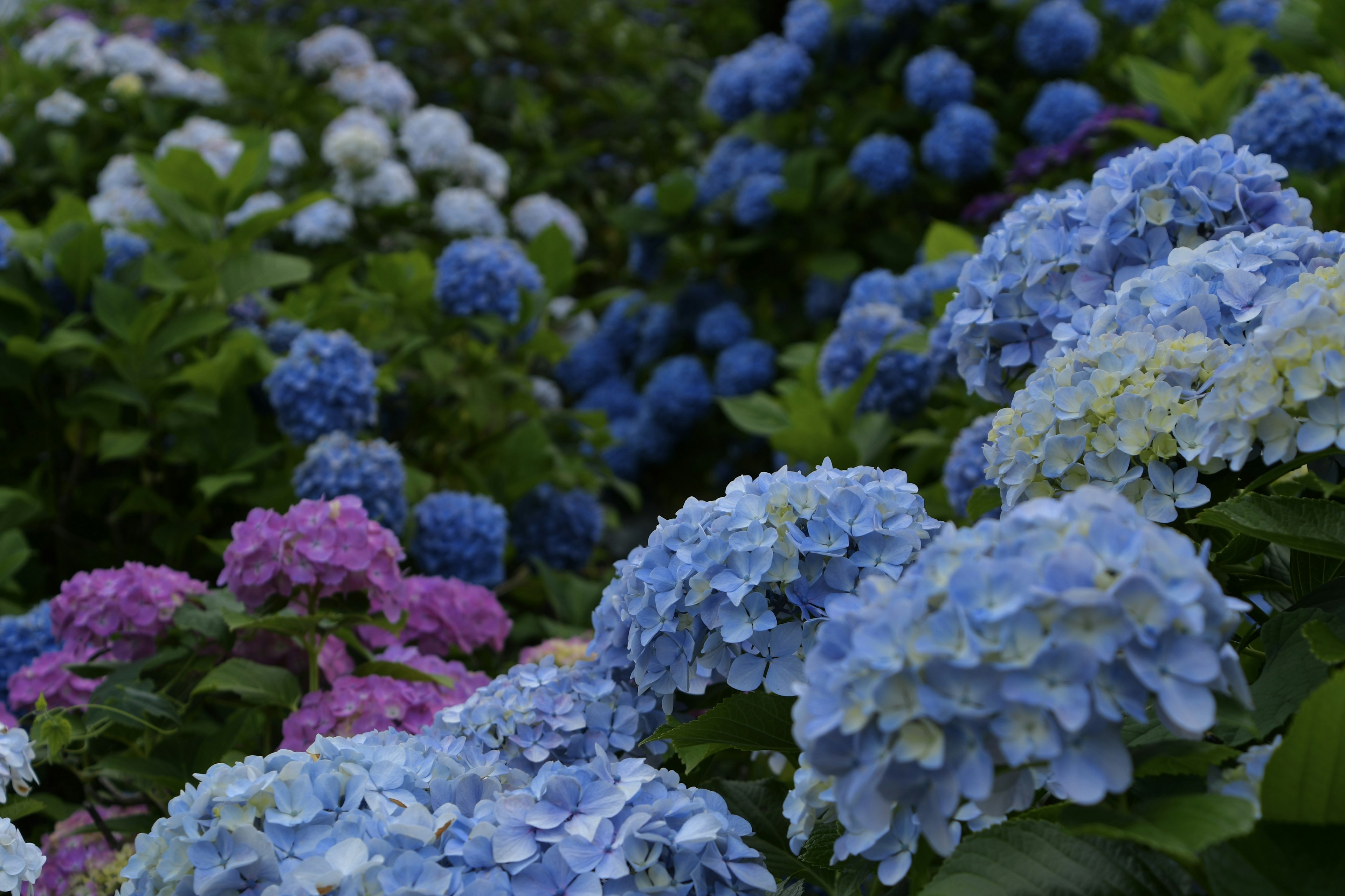 Schöner Garten mit blauen und lila Hortensien in Blüte