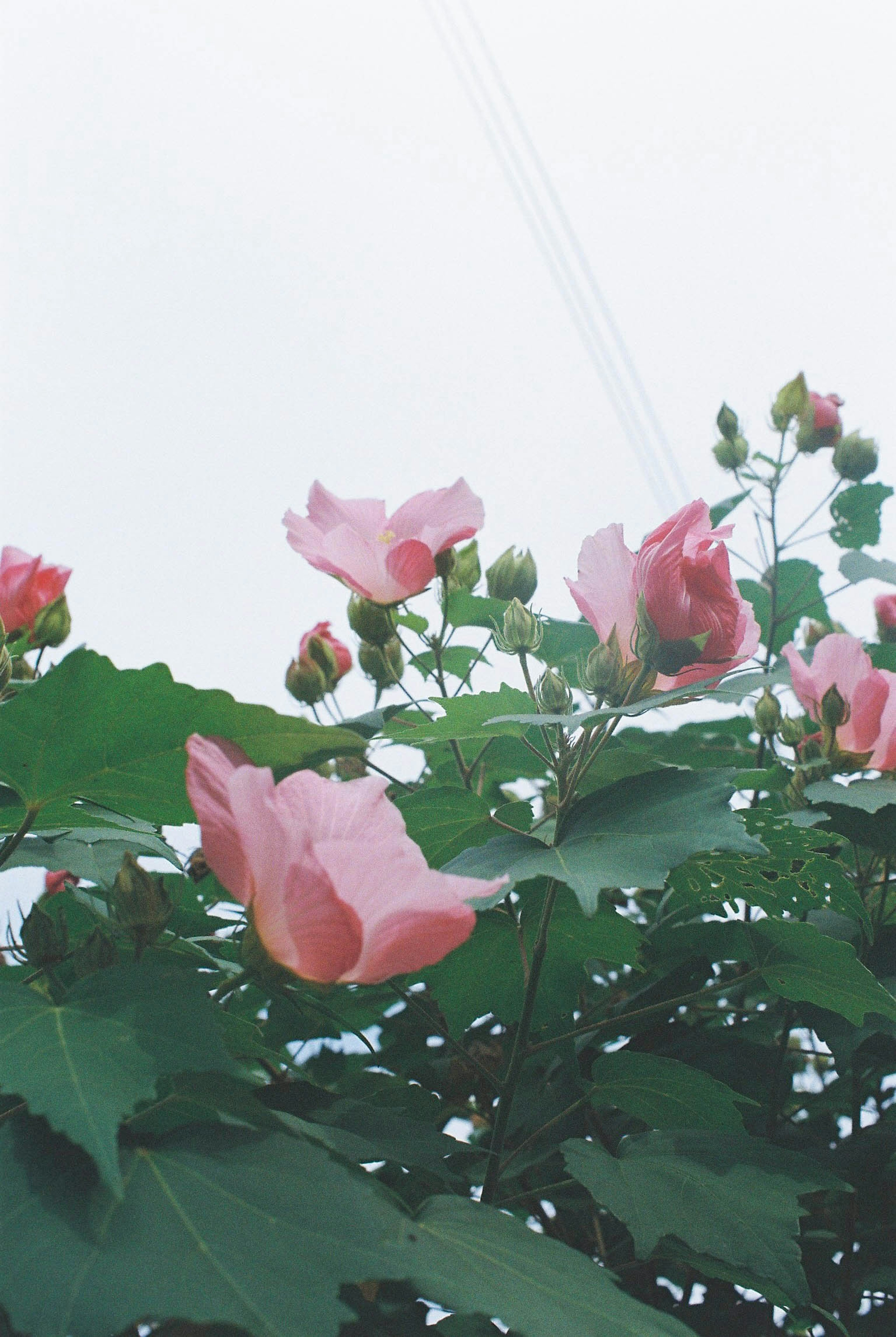 ピンクの花と緑の葉を持つ植物の近接写真