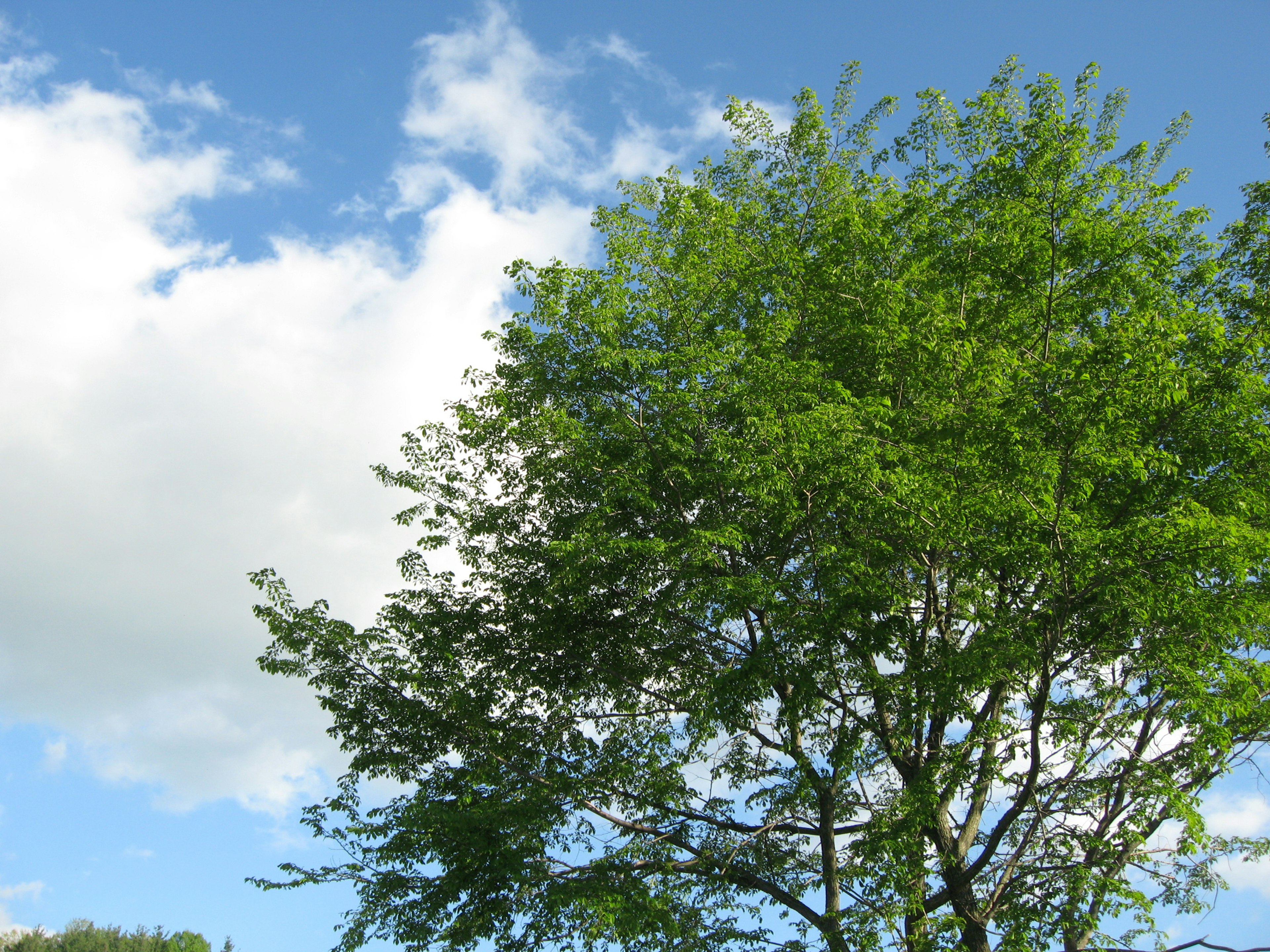 Albero verde rigoglioso sotto un cielo blu