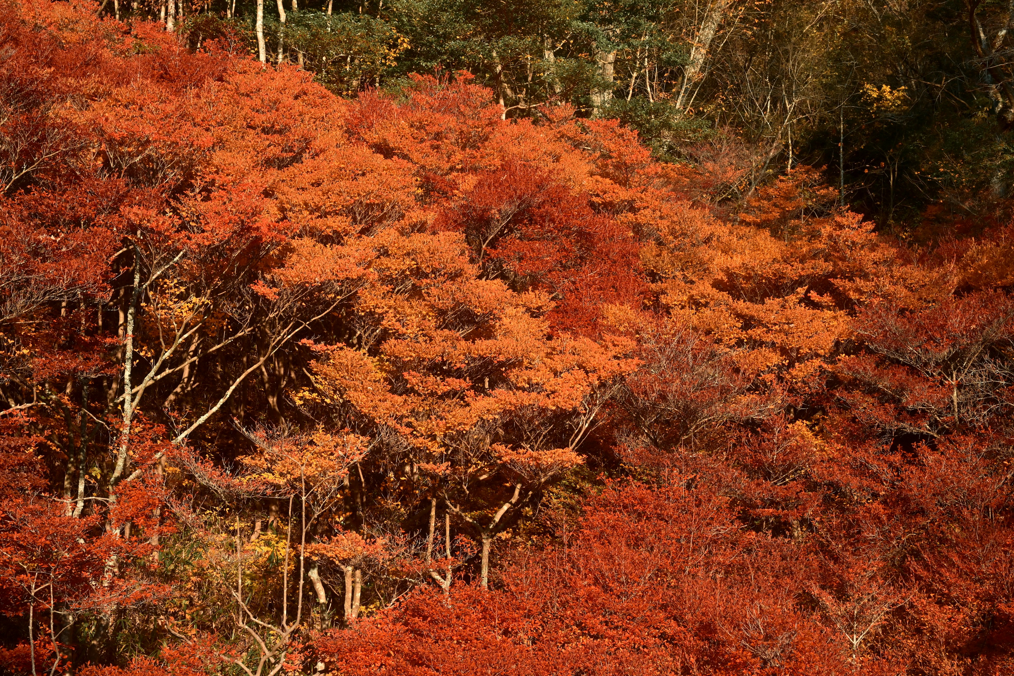 鮮やかな赤色の秋の木々の風景