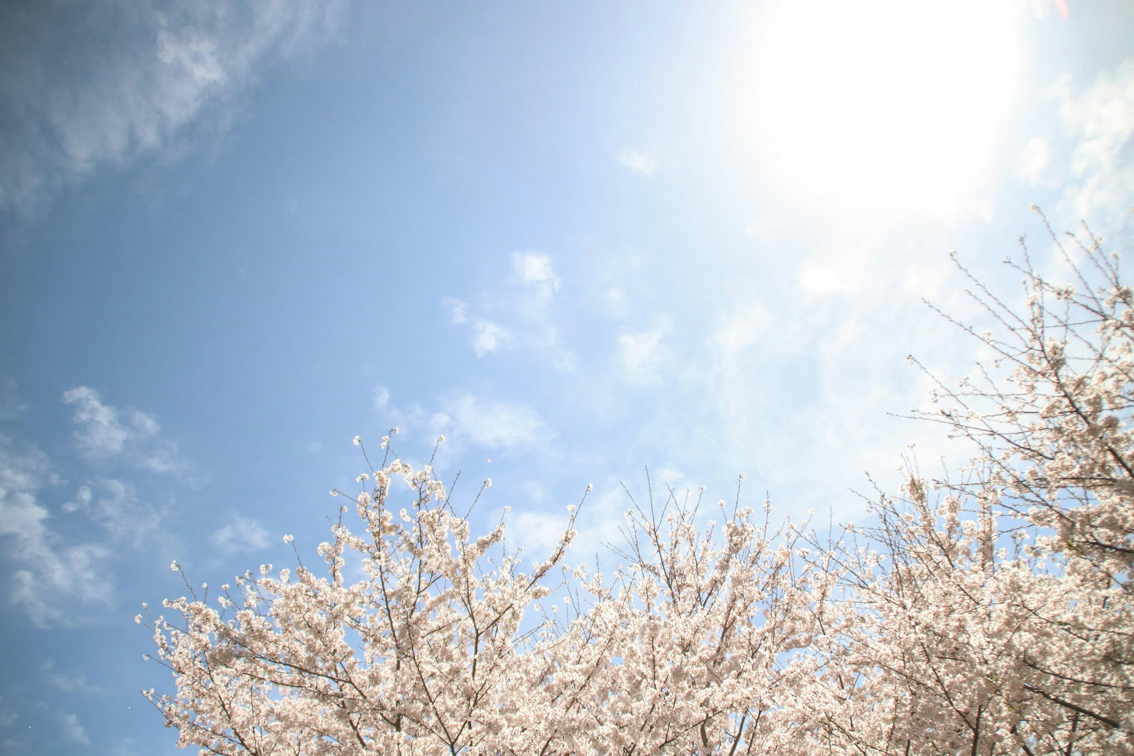 Cahaya cerah dengan latar belakang bunga sakura dan langit biru