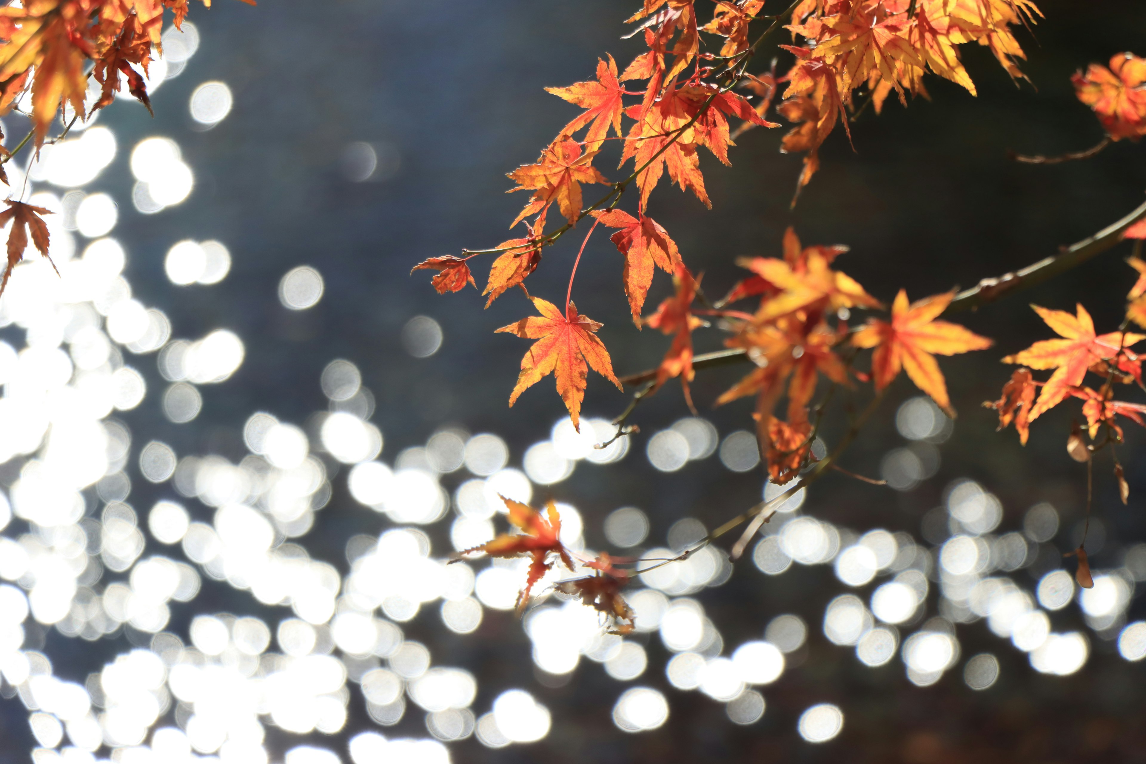 水面を背景にした紅葉したカエデの葉