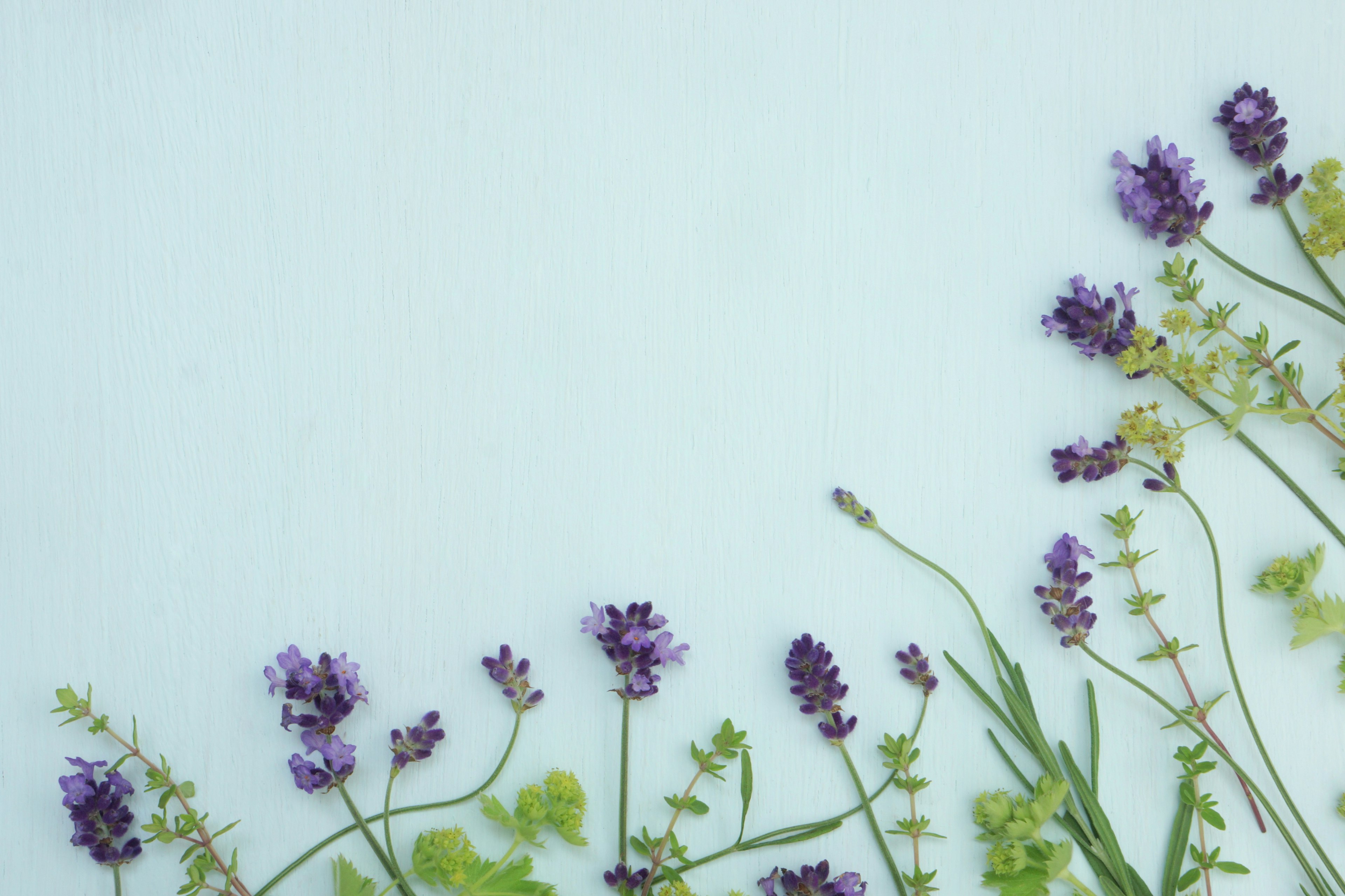 Lavender flowers and green leaves arranged on a light blue background