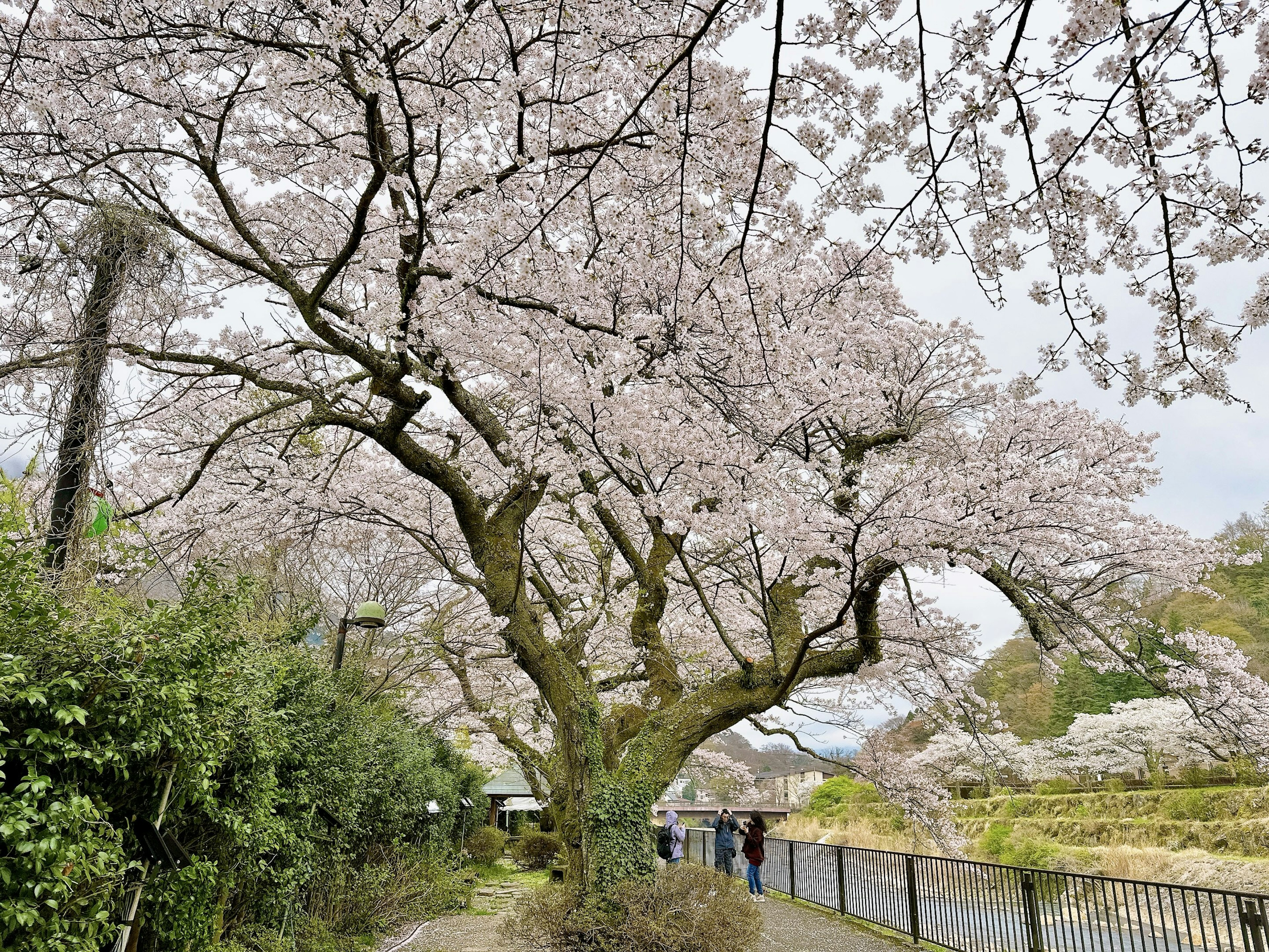 Albero di ciliegio in fiore lungo un sentiero