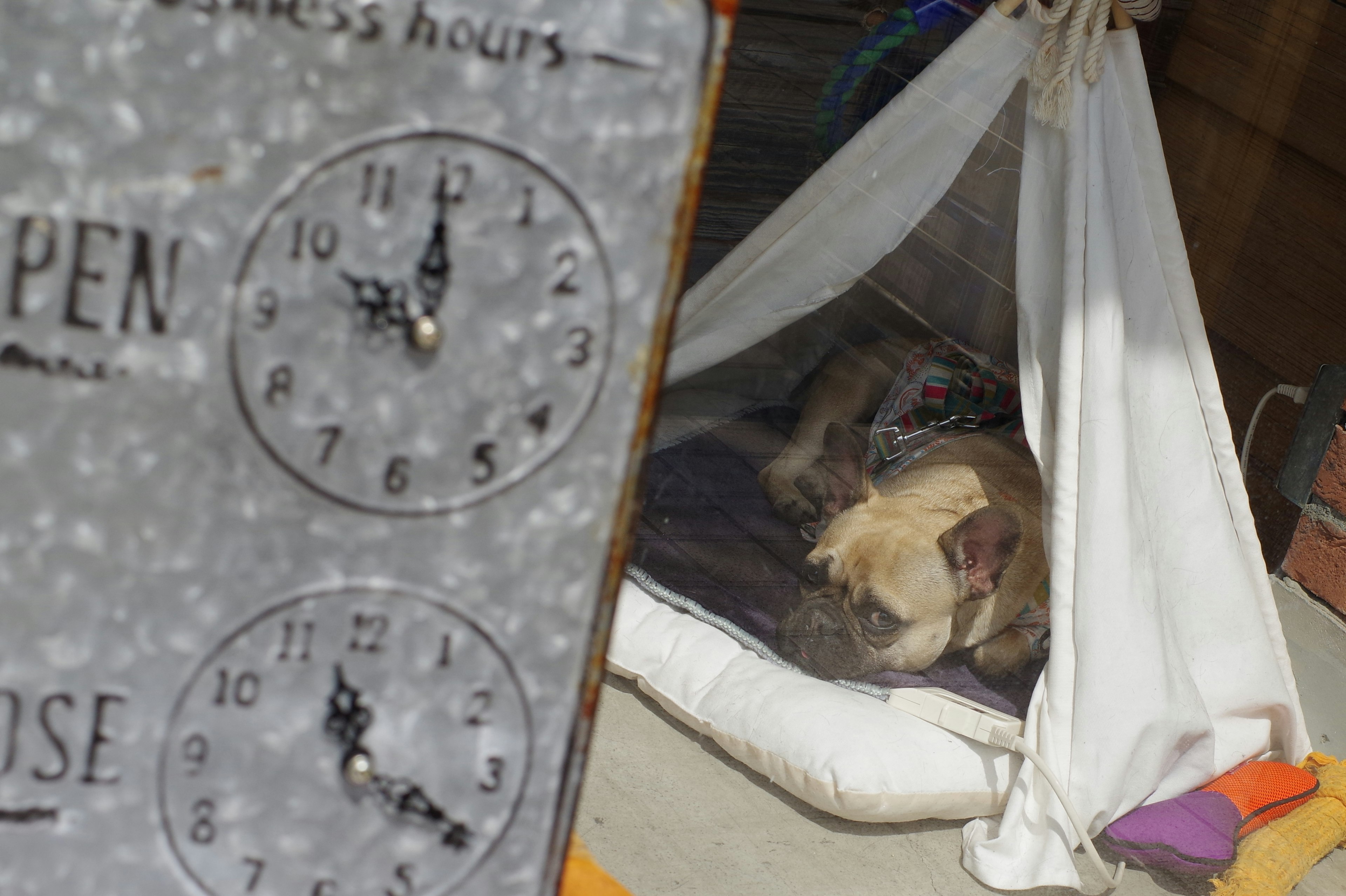 Un perro descansando en una cama acogedora junto a un letrero de horas de apertura