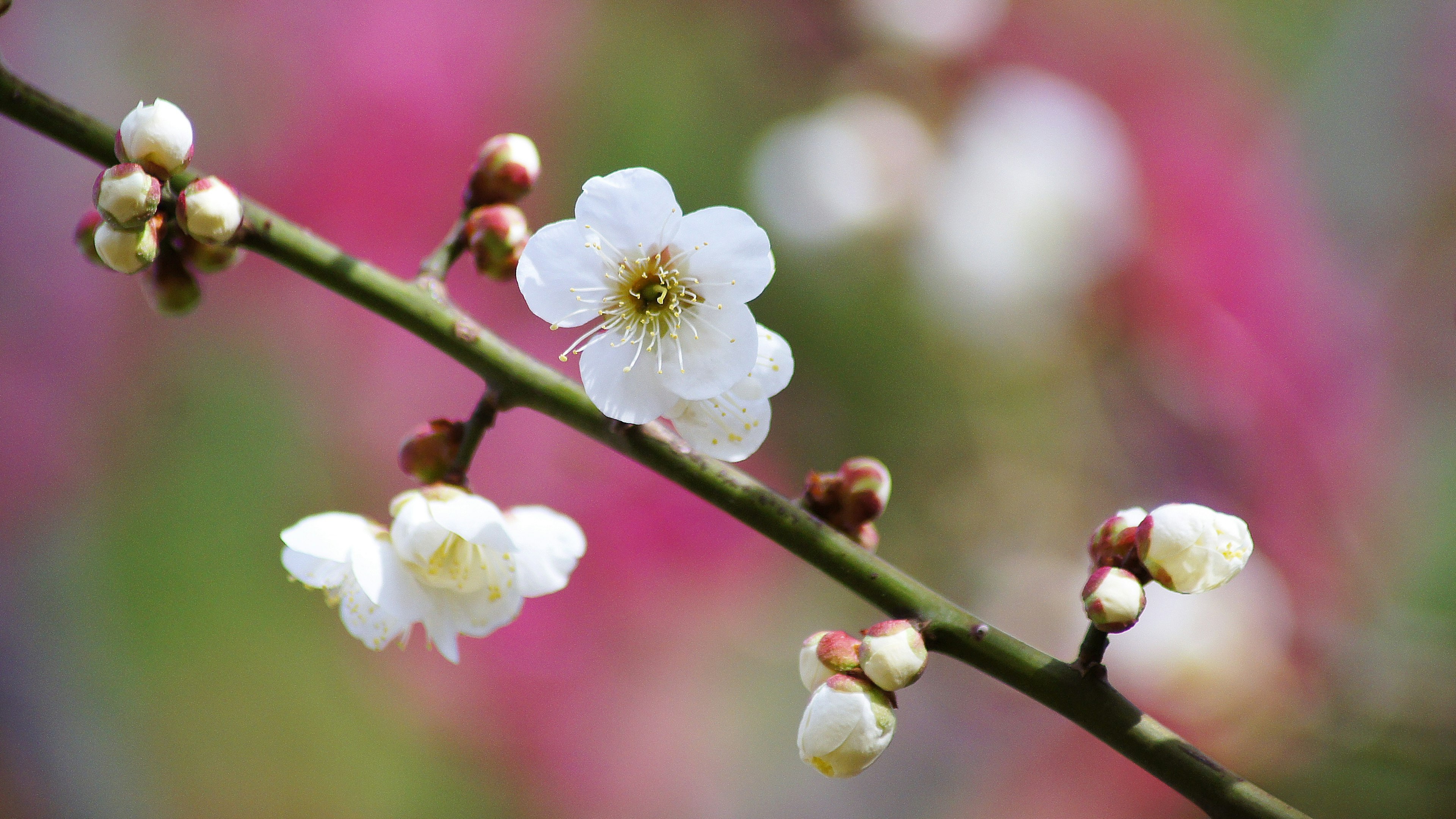 Ramo con fiori bianchi su uno sfondo rosa