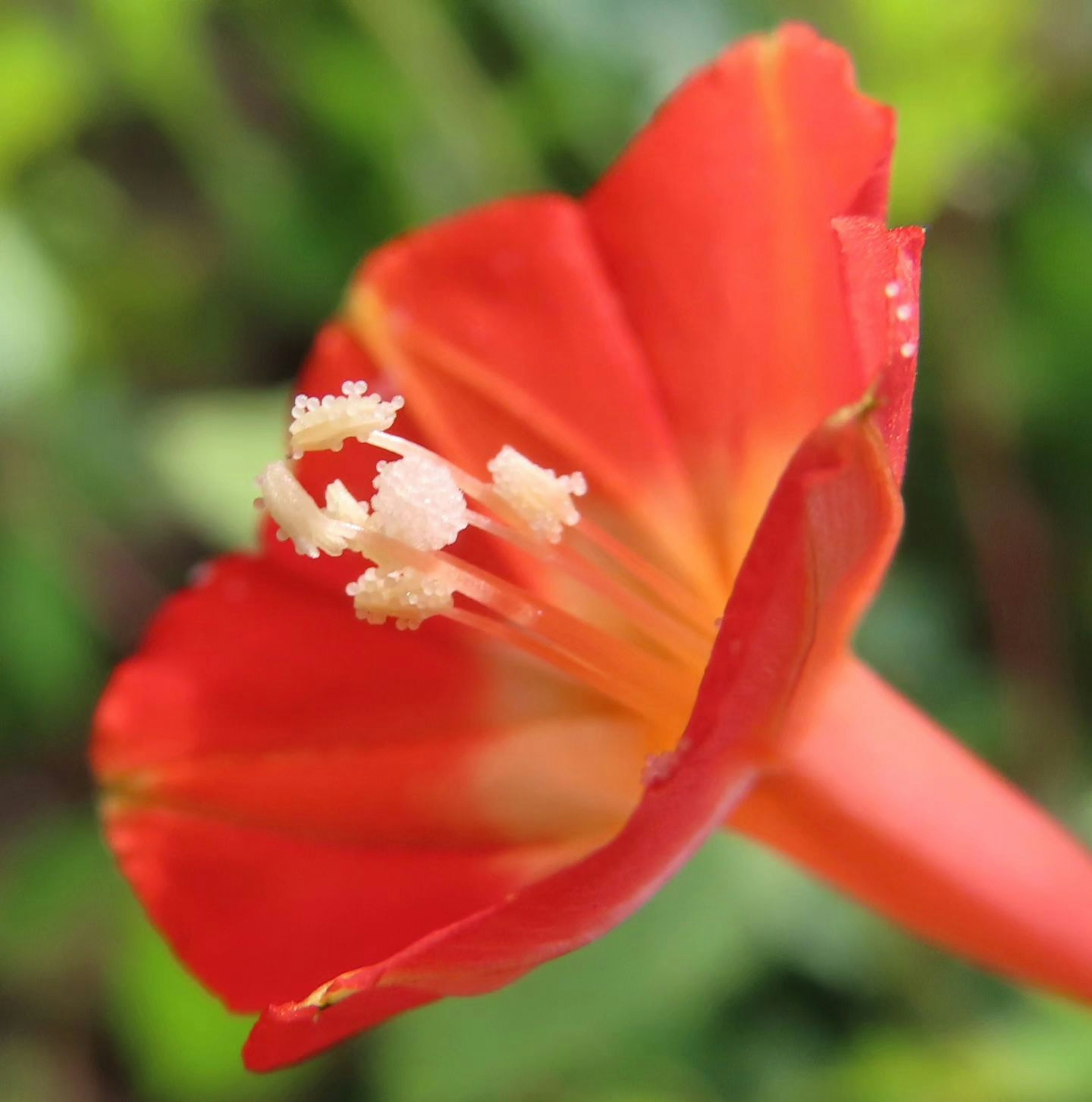 鲜艳红花的特写，中间有白色花药