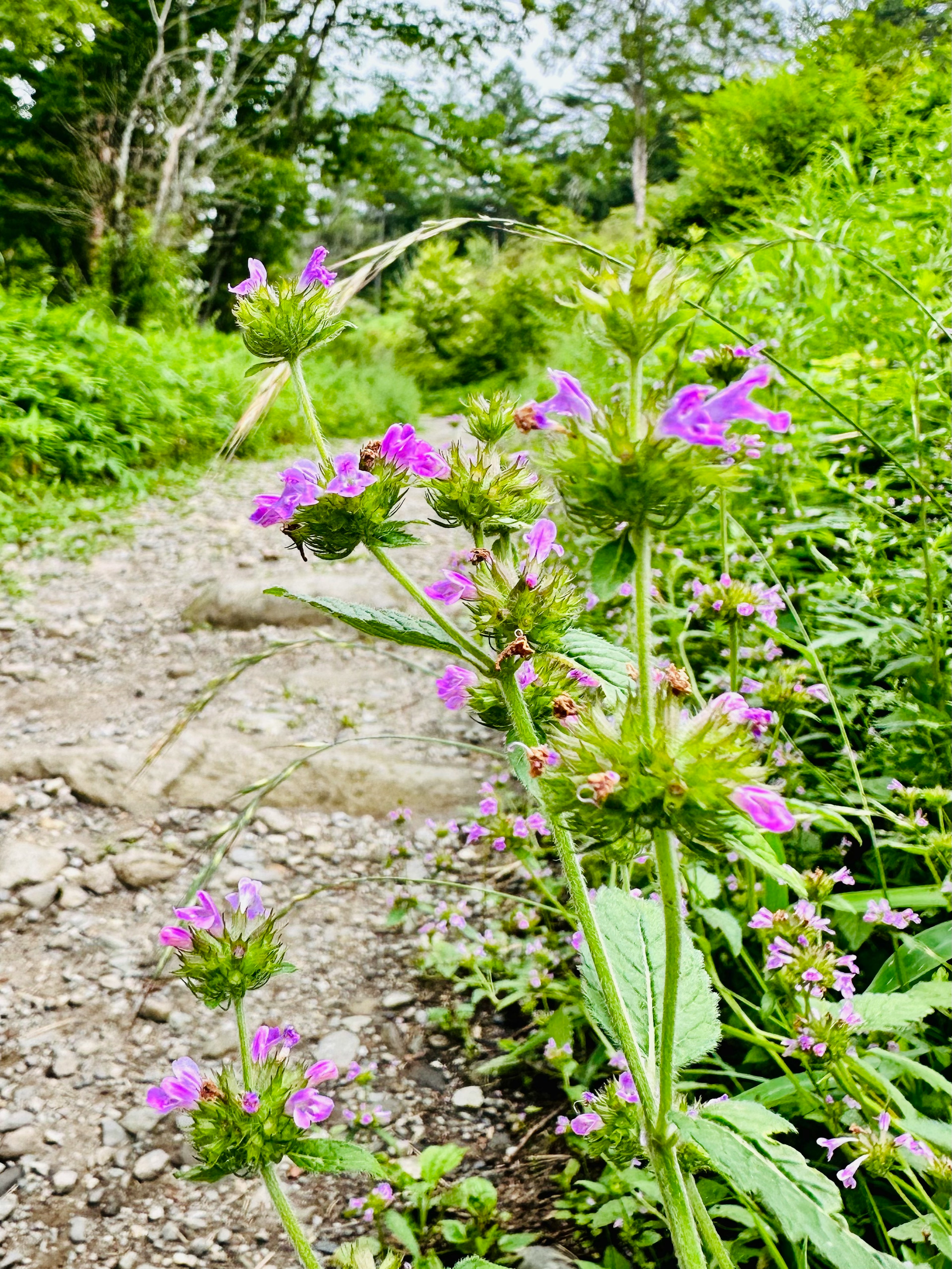 紫色の花が咲く小道の風景 緑の植物に囲まれた自然の景色