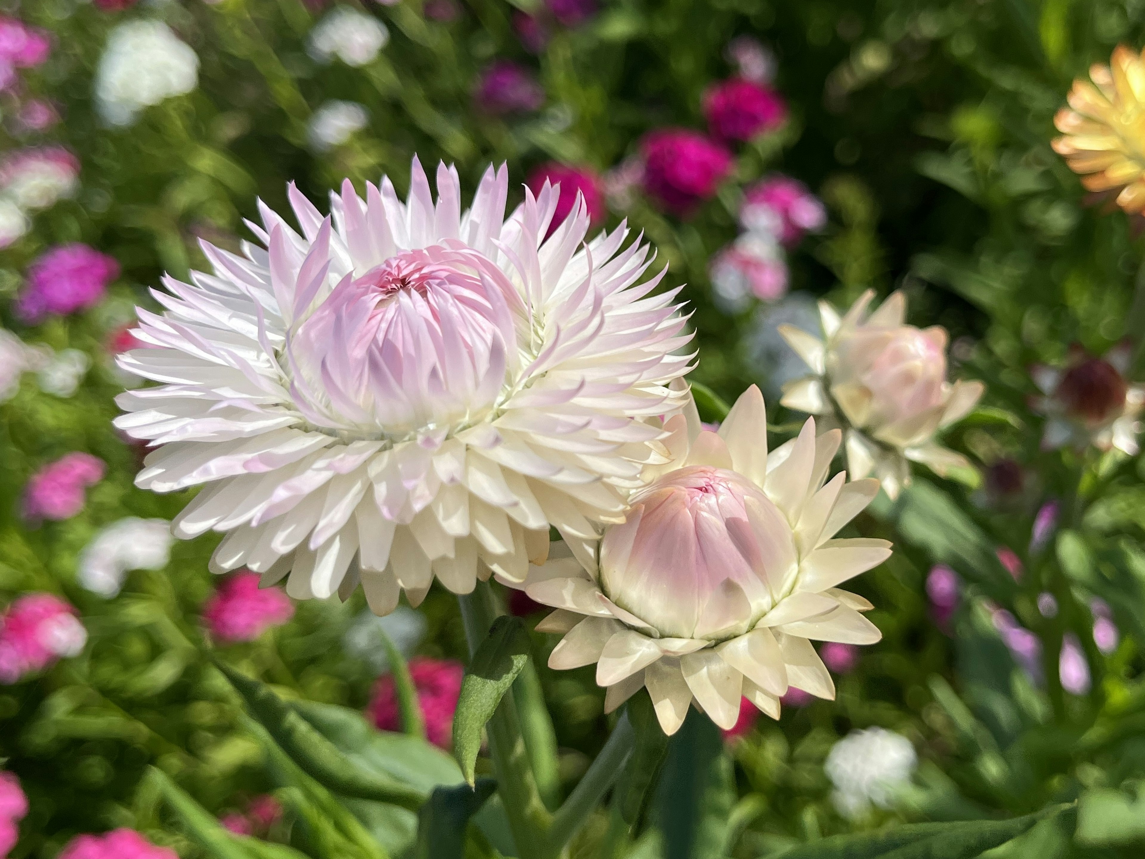 Nahaufnahme von weißen und rosa Blumen mit grünen Blättern