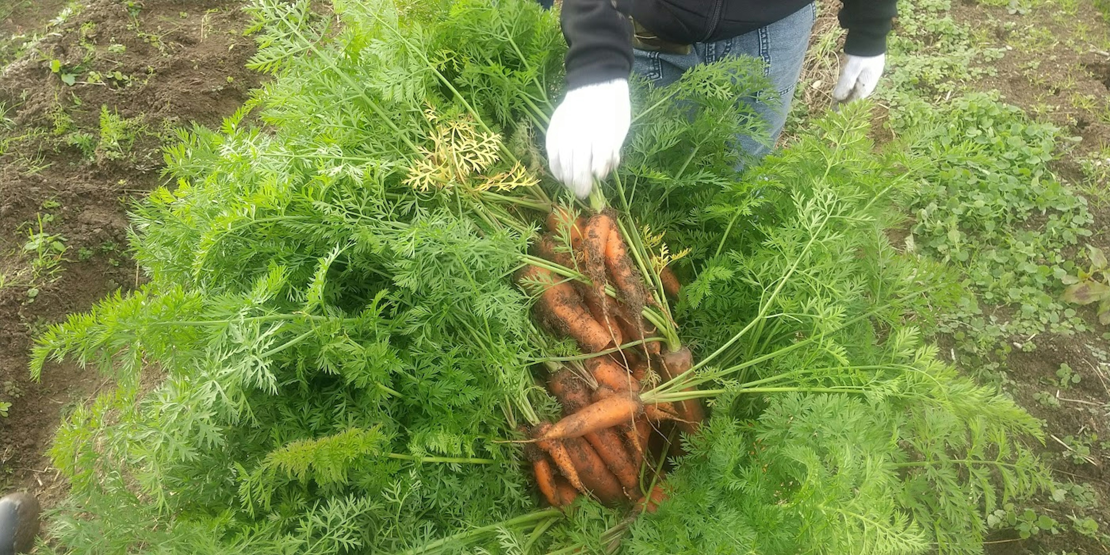 Una persona che raccoglie un mazzetto di carote con foglie verdi in un campo