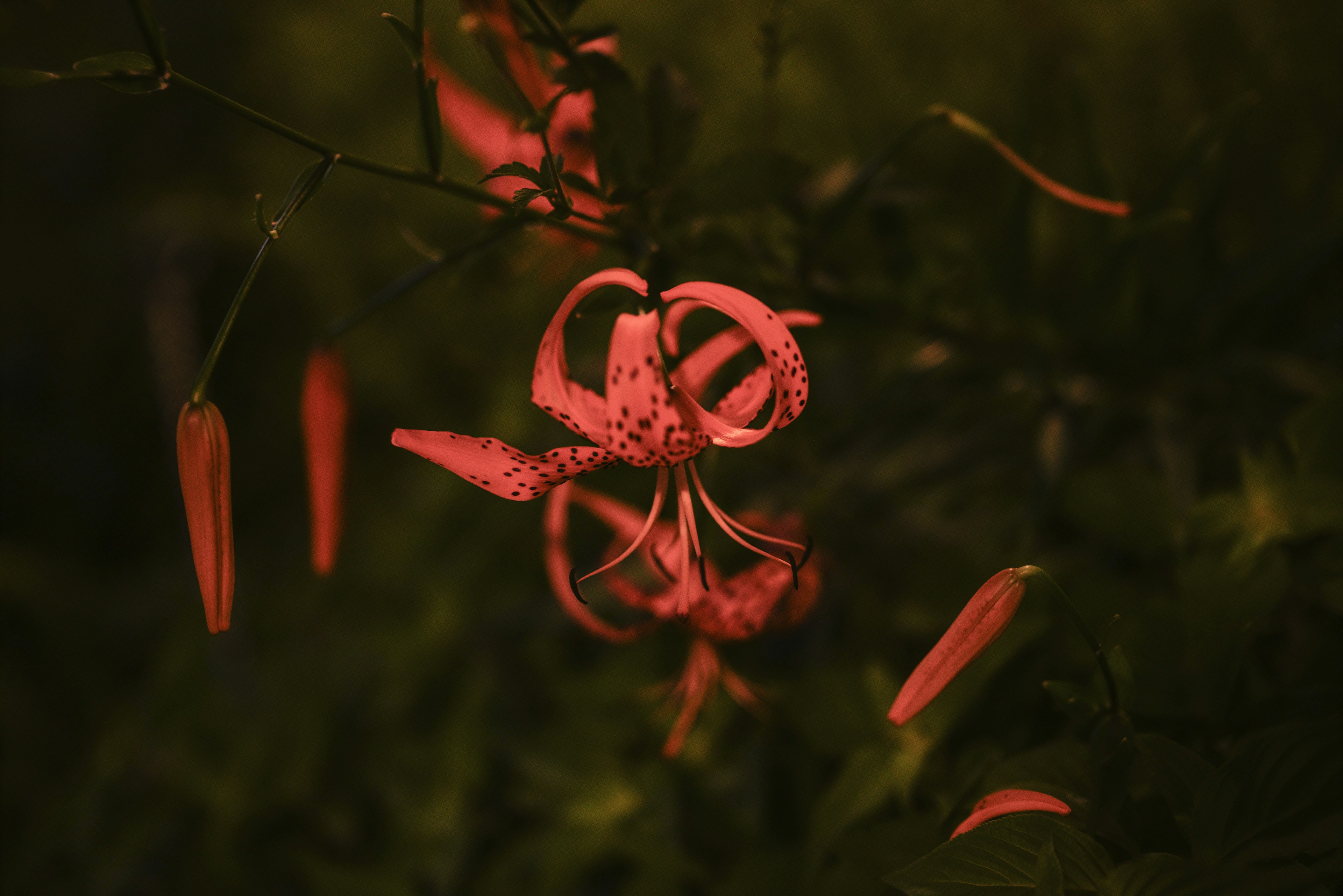 暗い背景に映える赤い花が特徴的な植物のクローズアップ