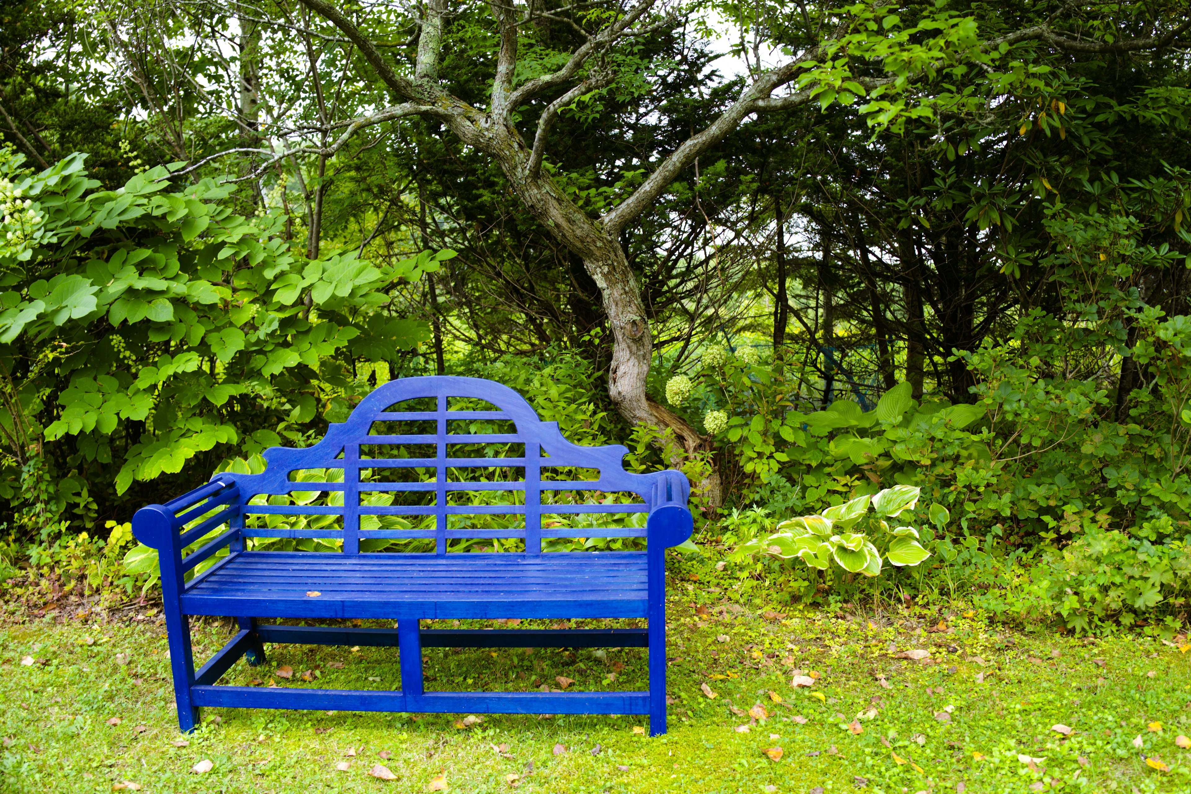 Un banc bleu placé dans un jardin vert