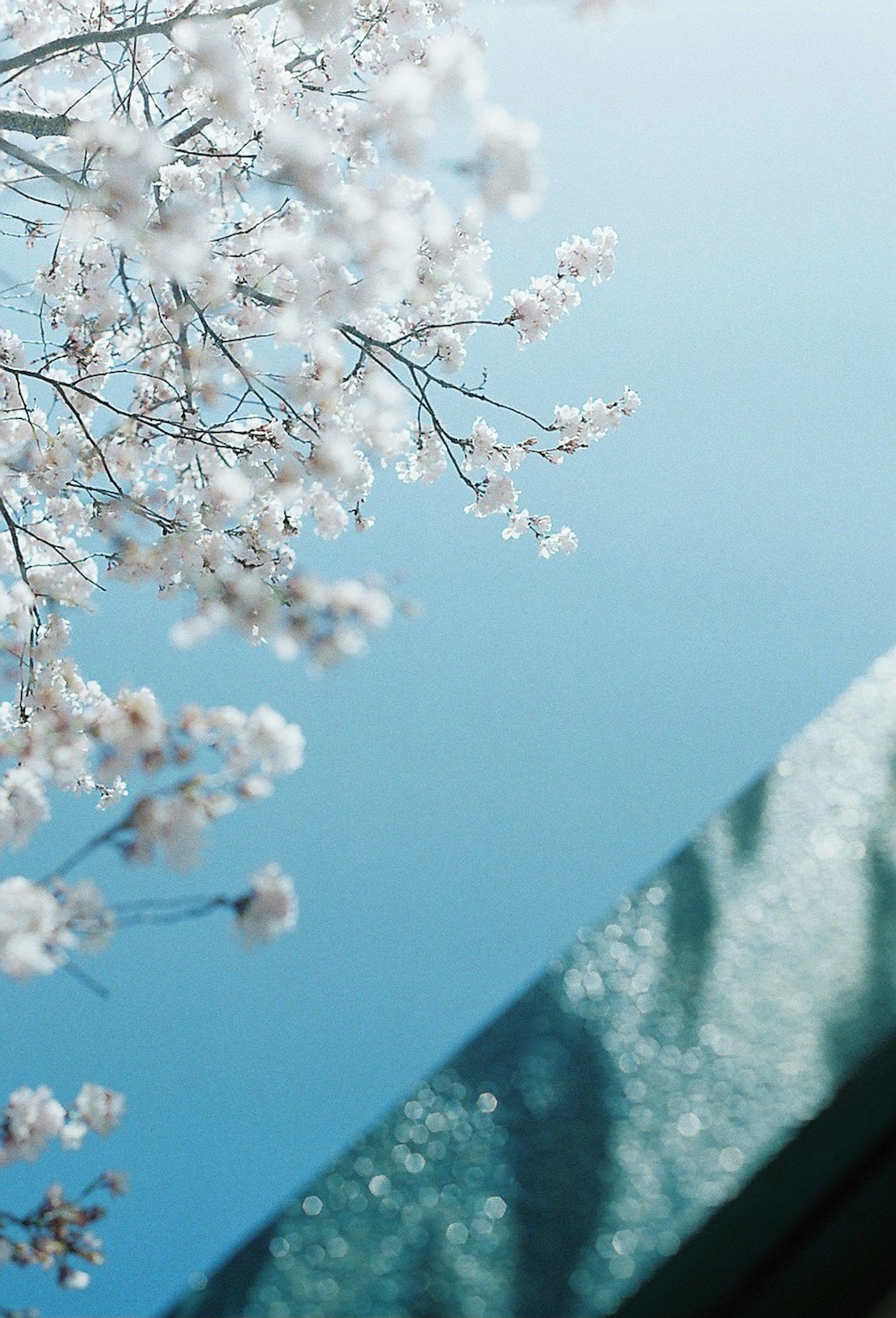 青空と桜の花が映る美しい風景