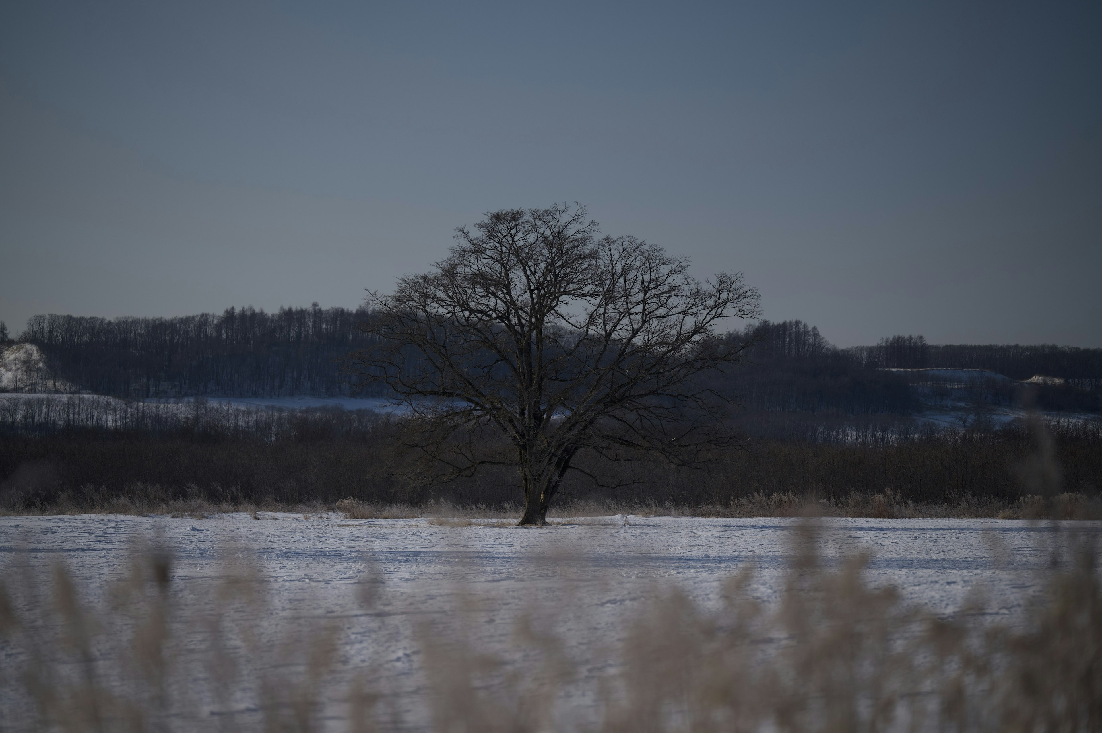 Lonely tree in a snowy landscape under a clear sky