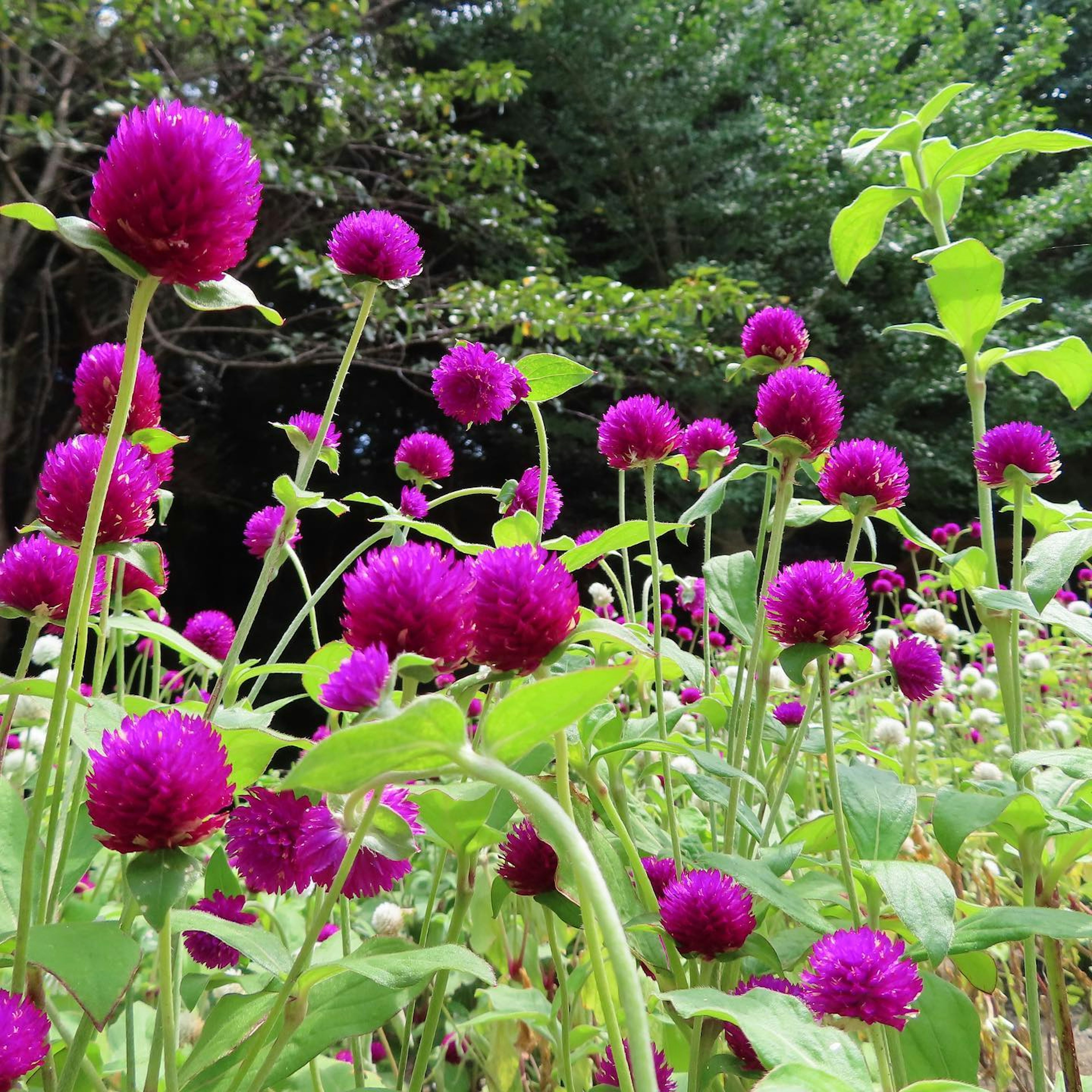 A vibrant field of purple flowers in bloom