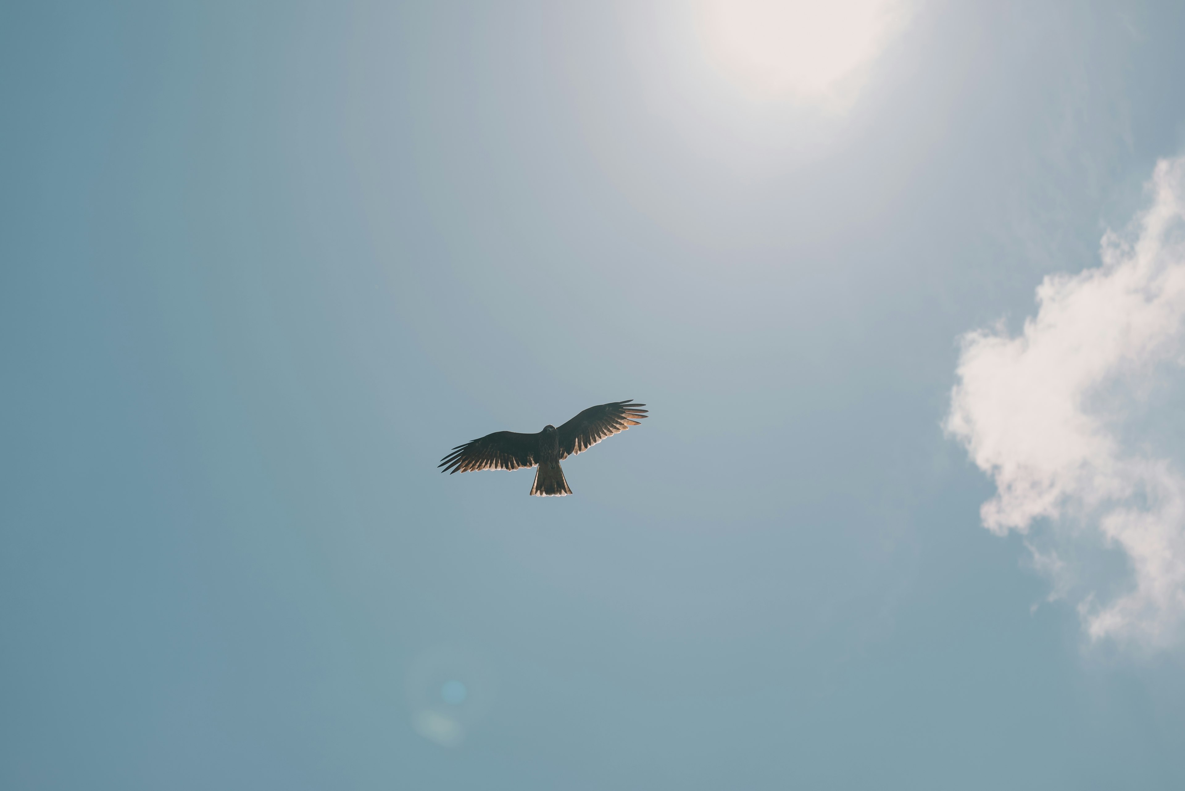 青空の中を飛ぶ鷹のシルエット