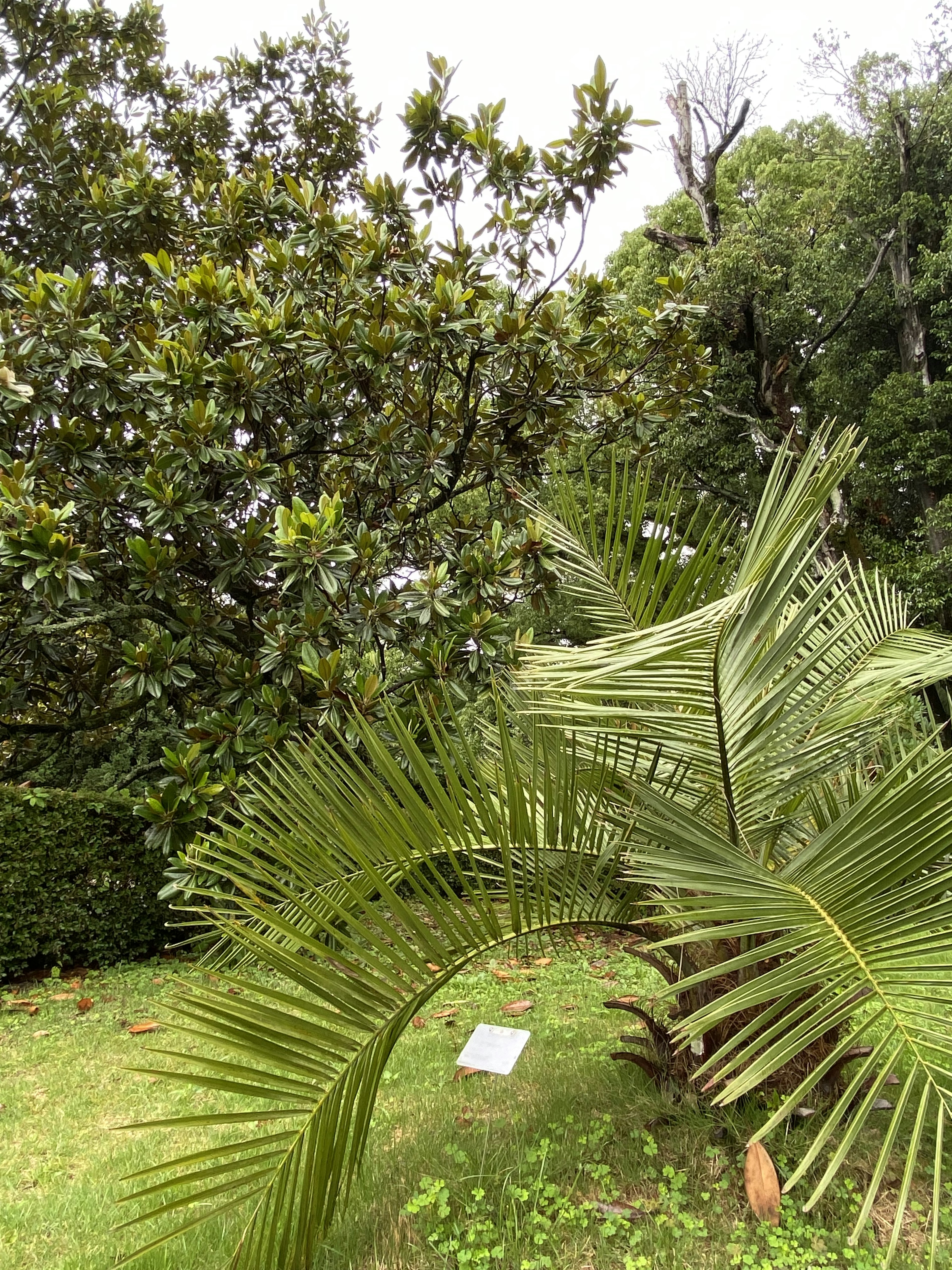 Bild eines üppigen Gartens mit einer Palme und einem Magnolienbaum