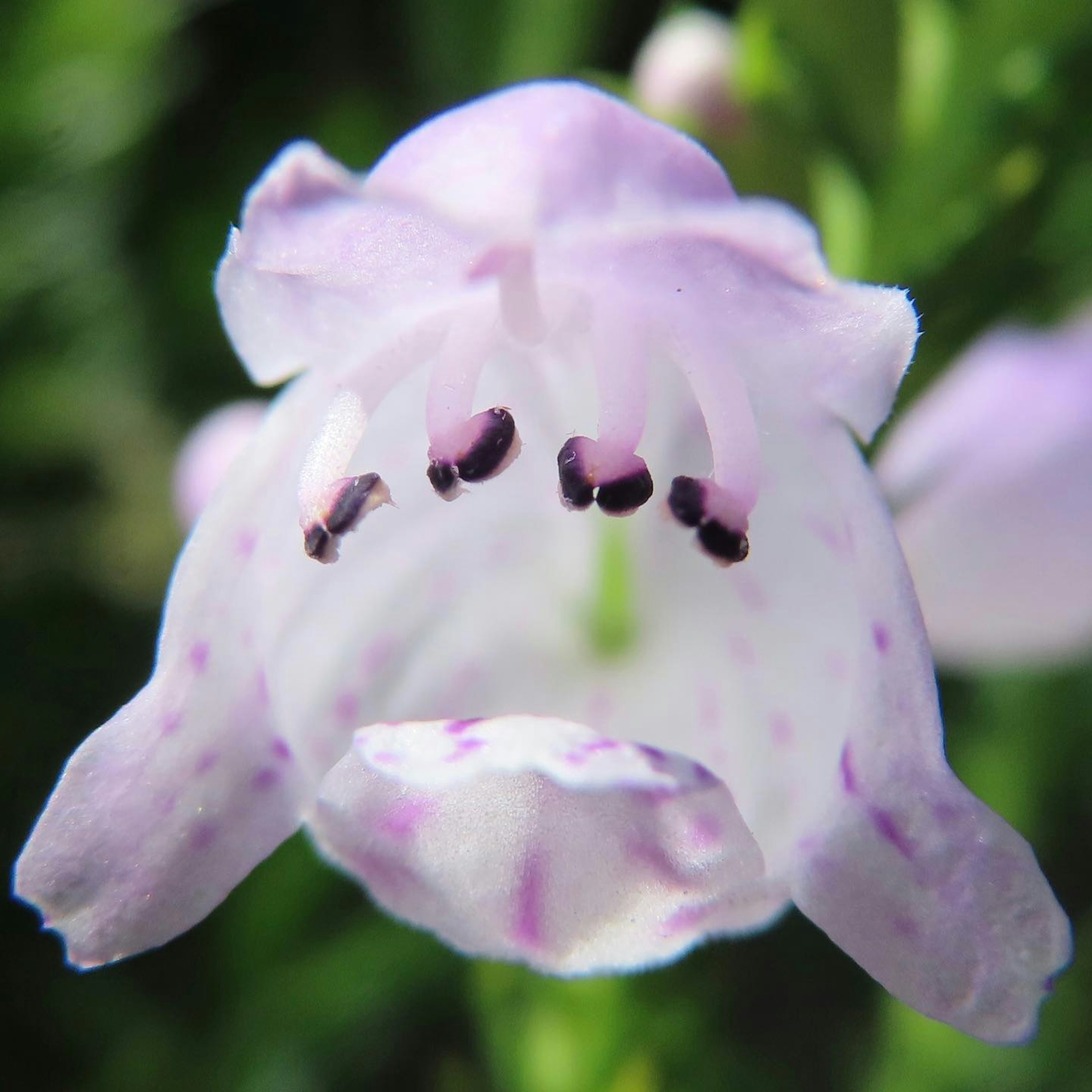 Primo piano di un fiore viola chiaro con macchie nere sui petali e stami prominenti