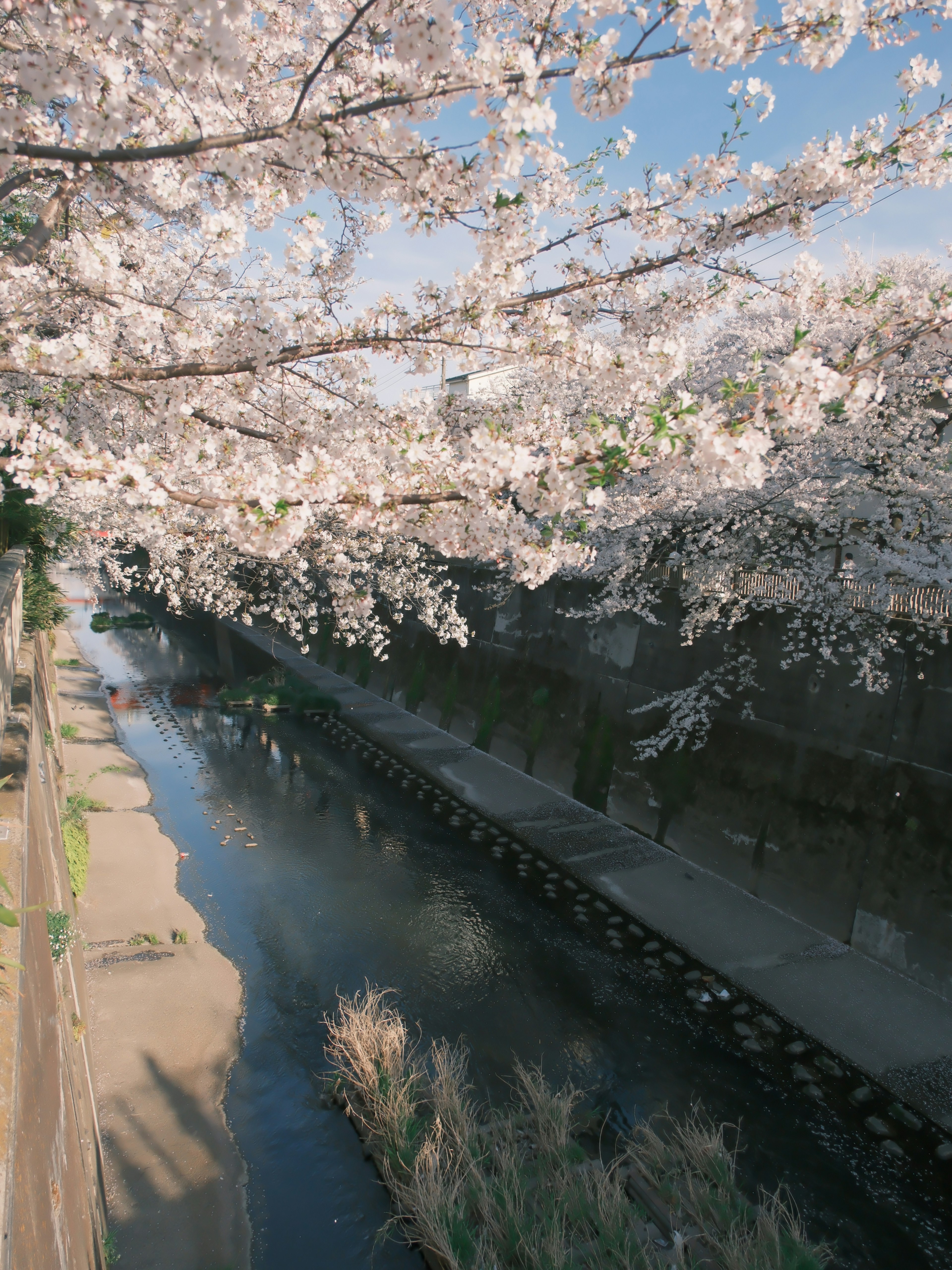 Alberi di ciliegio in fiore sopra un fiume tranquillo con cielo azzurro