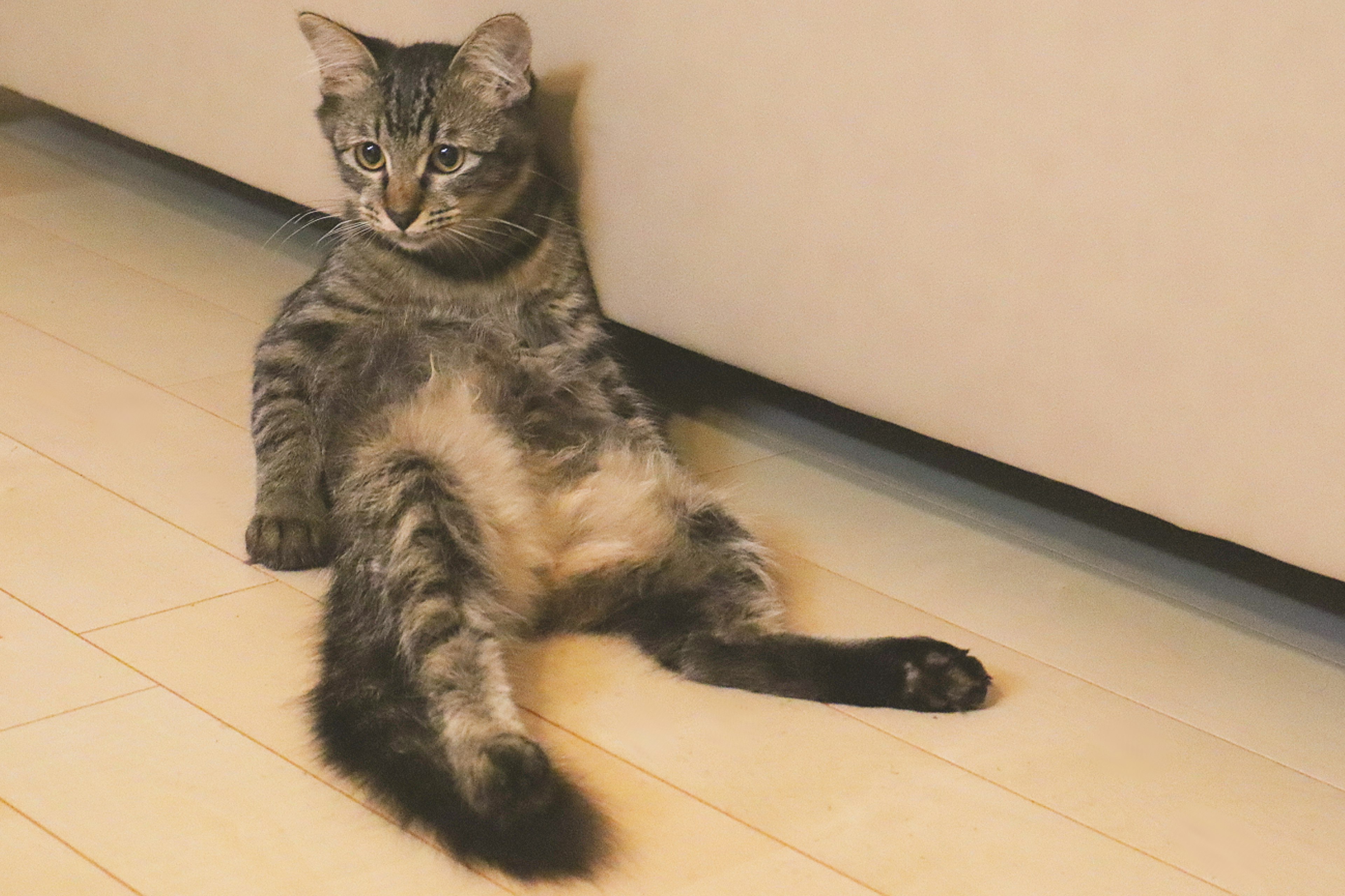 Gray cat relaxing under the sofa