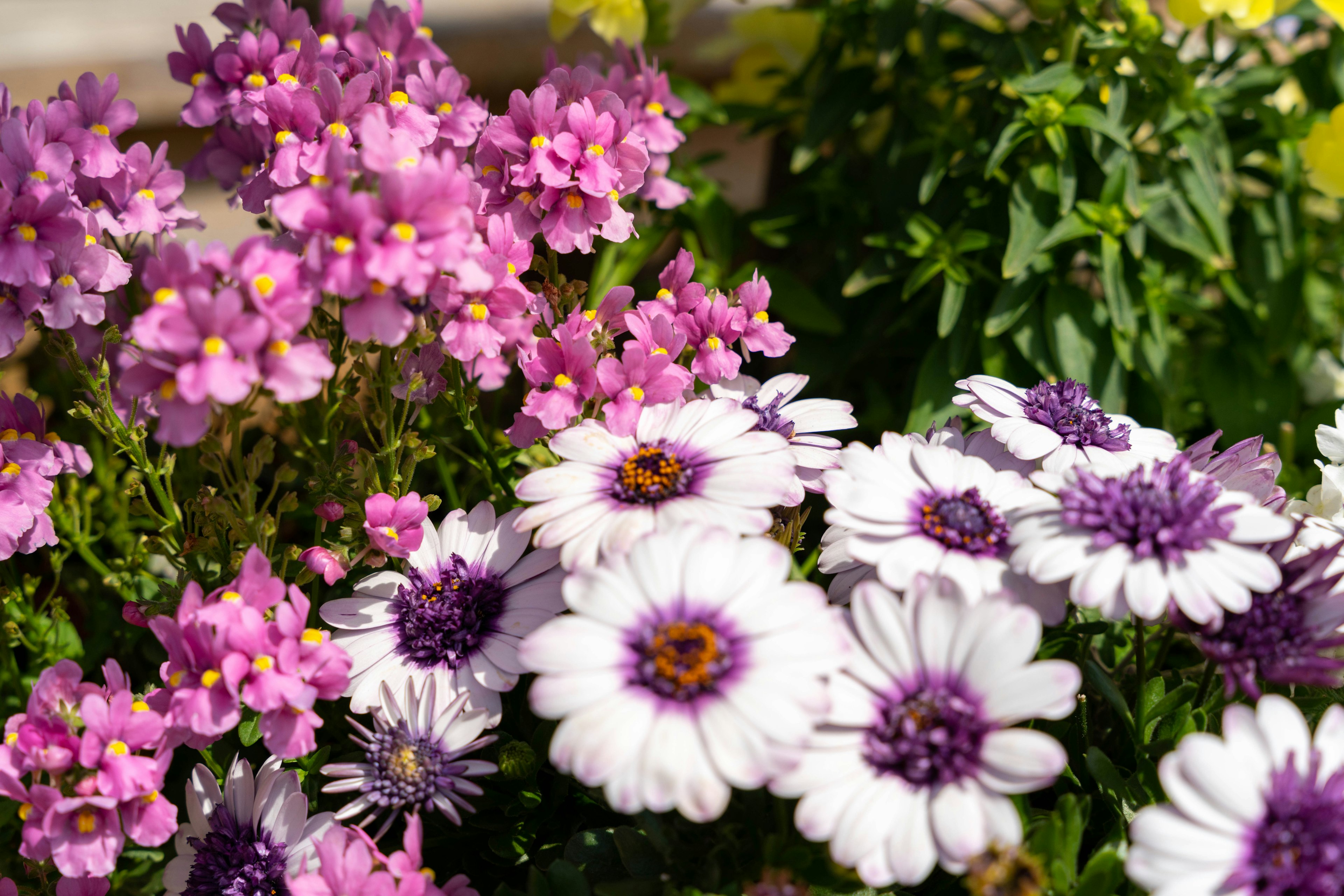 Fiori colorati che fioriscono in un giardino