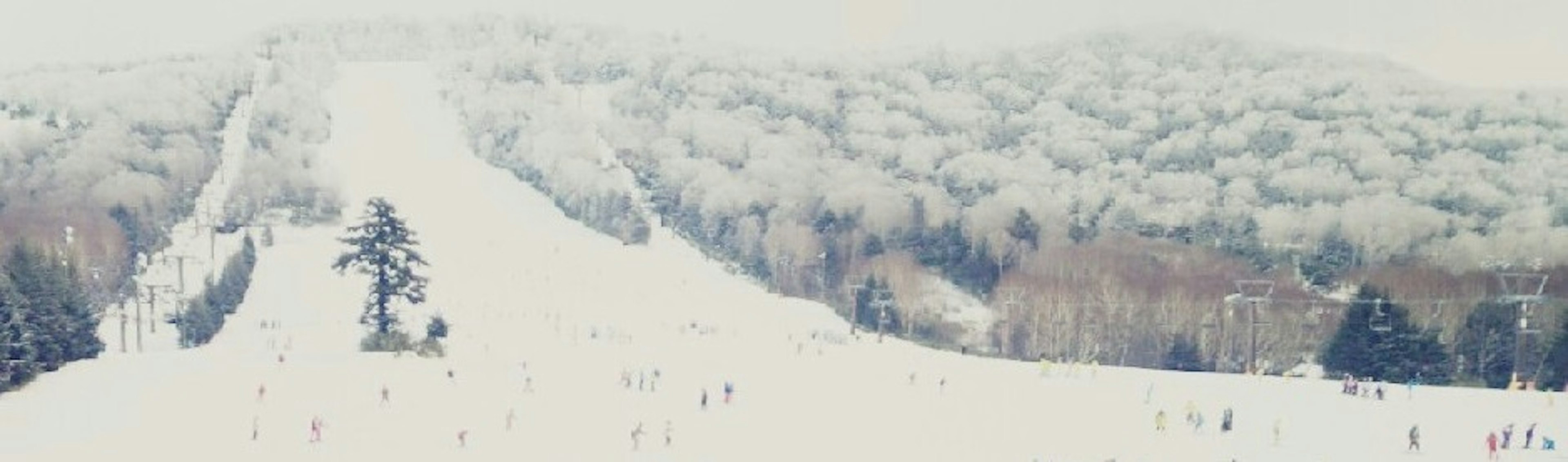 冬季景觀，雪覆蓋的坡道和樹木